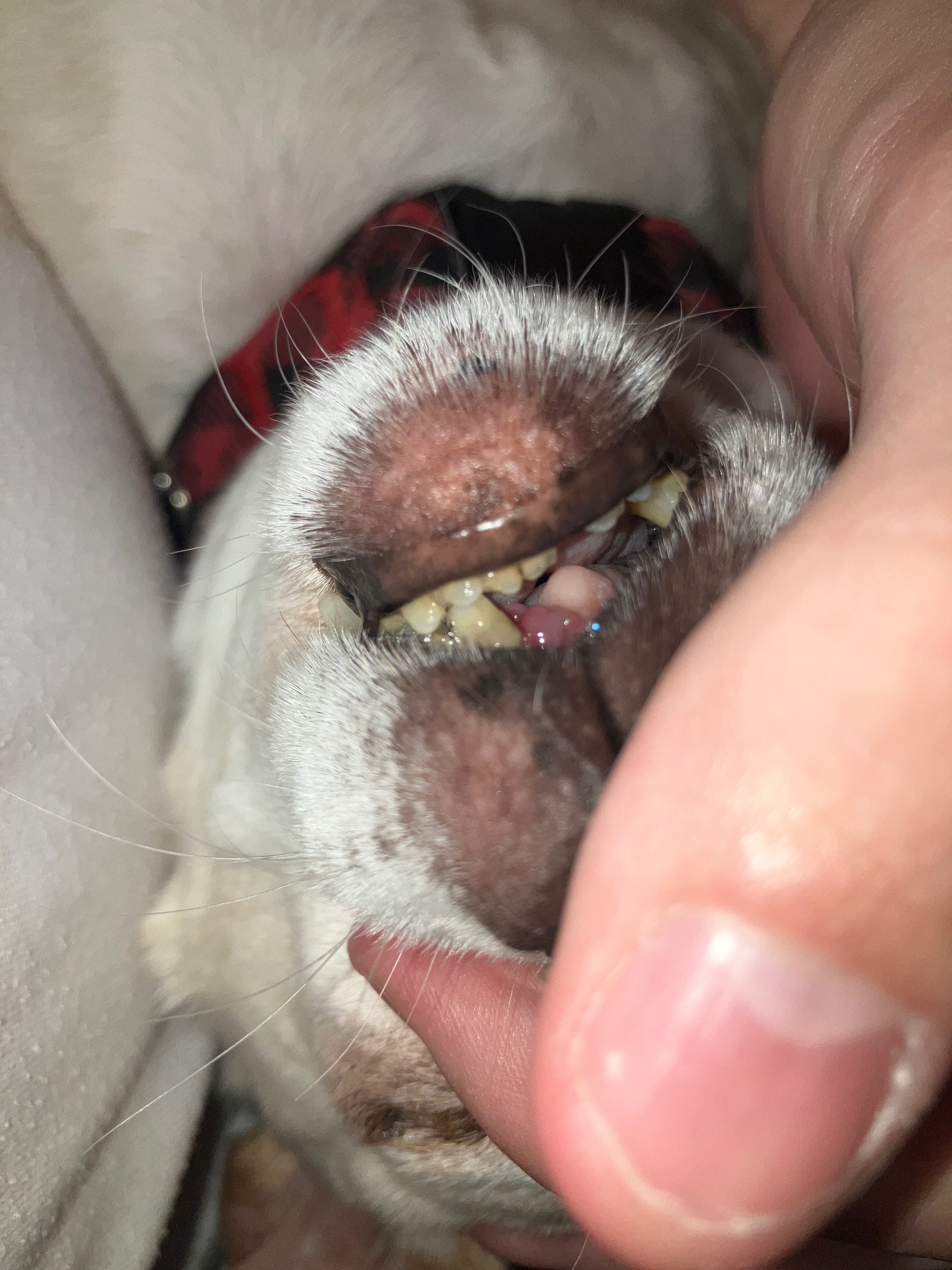 Help Buddy Recover After His Accident campaign photo, 5 of 8
