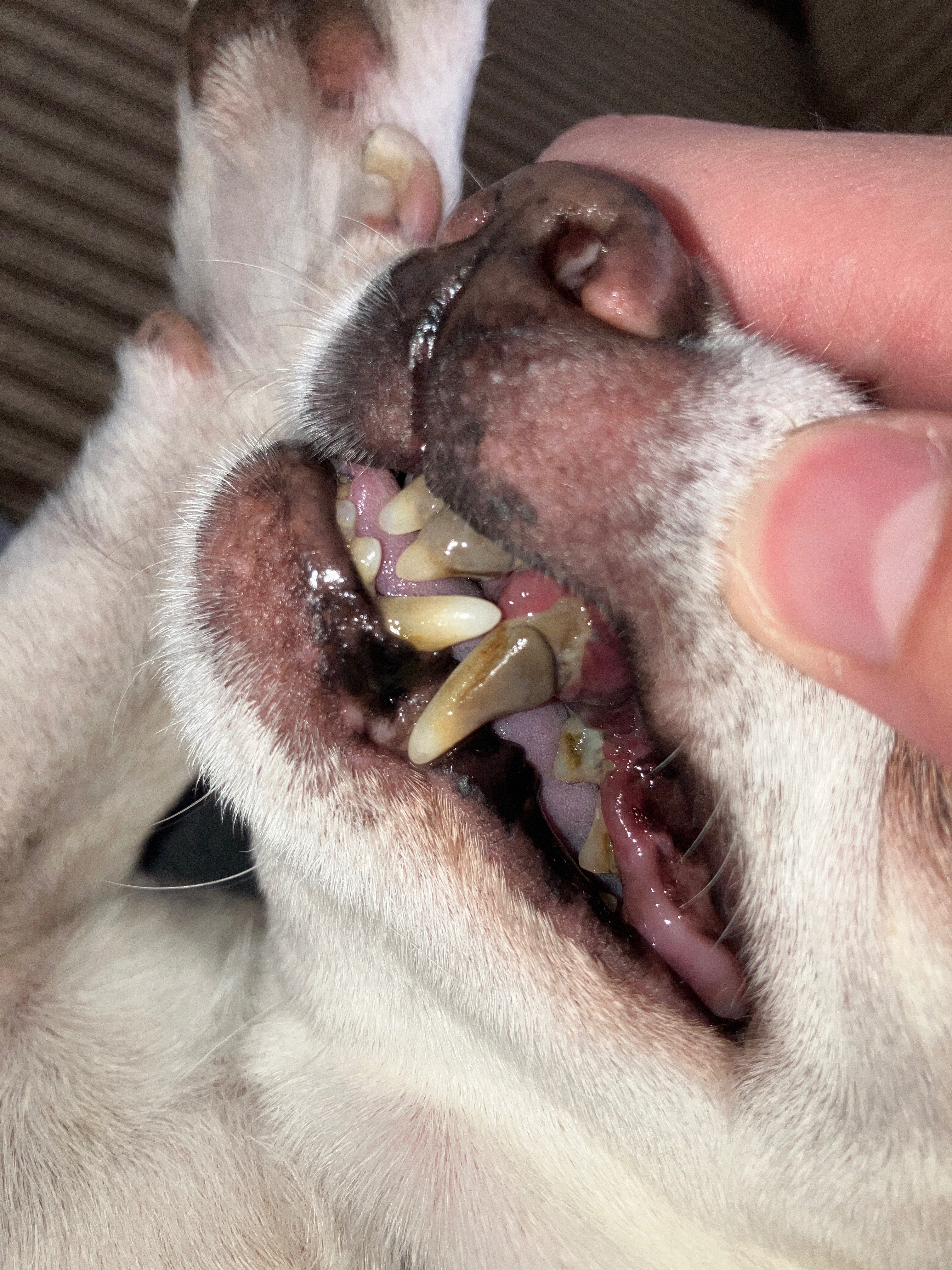 Help Buddy Recover After His Accident campaign photo, 6 of 8