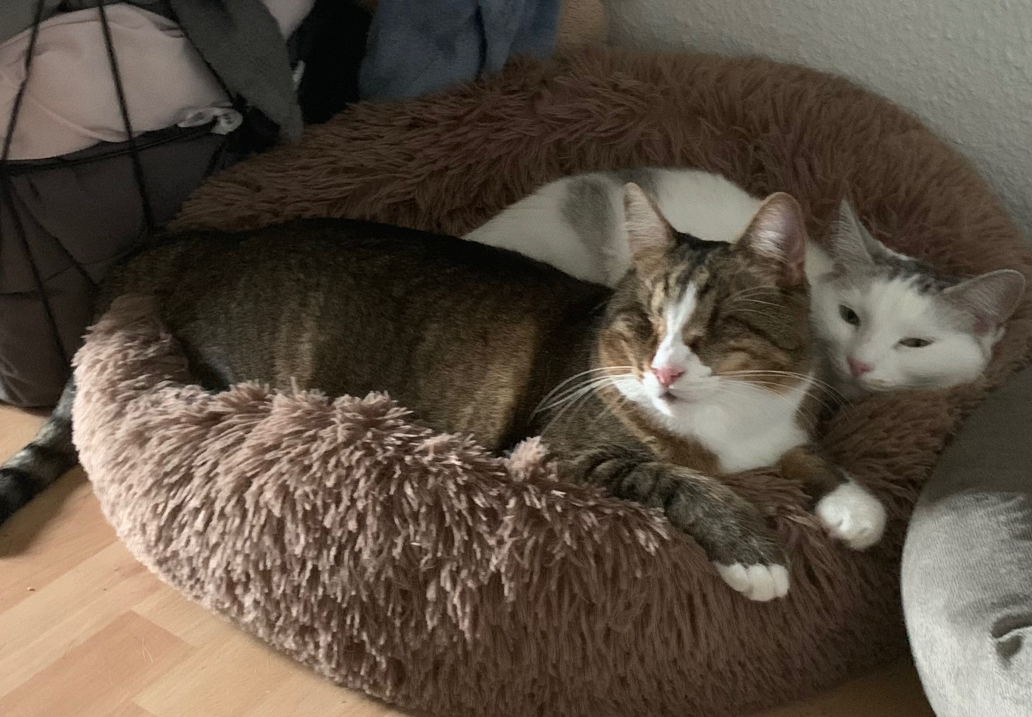 Hoffnung für Kaia – hilf uns, ihr Leben zu retten campaign photo, 5 of 7