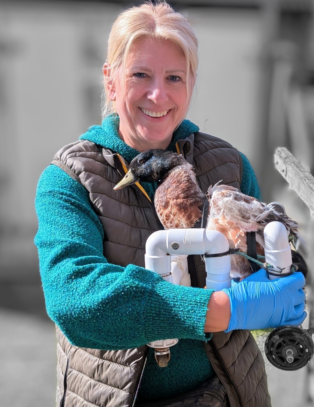 Corrina's 13000ft skydive for Sally's Duck Rescue campaign photo, 2 of 8