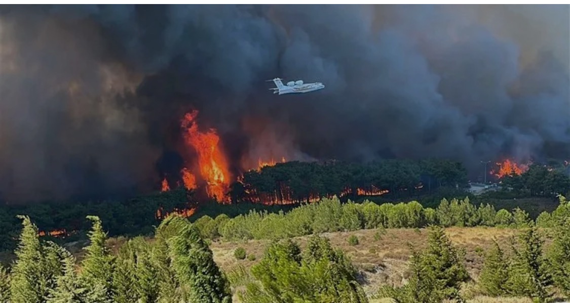 From Ashes to Forests: Support Çanakkale’s Wildfire Recovery campaign photo, 4 of 7