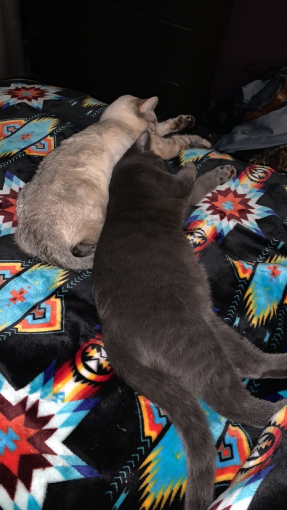 Bear's Orthopedic Surgery: Your Help Matters campaign photo, 2 of 8