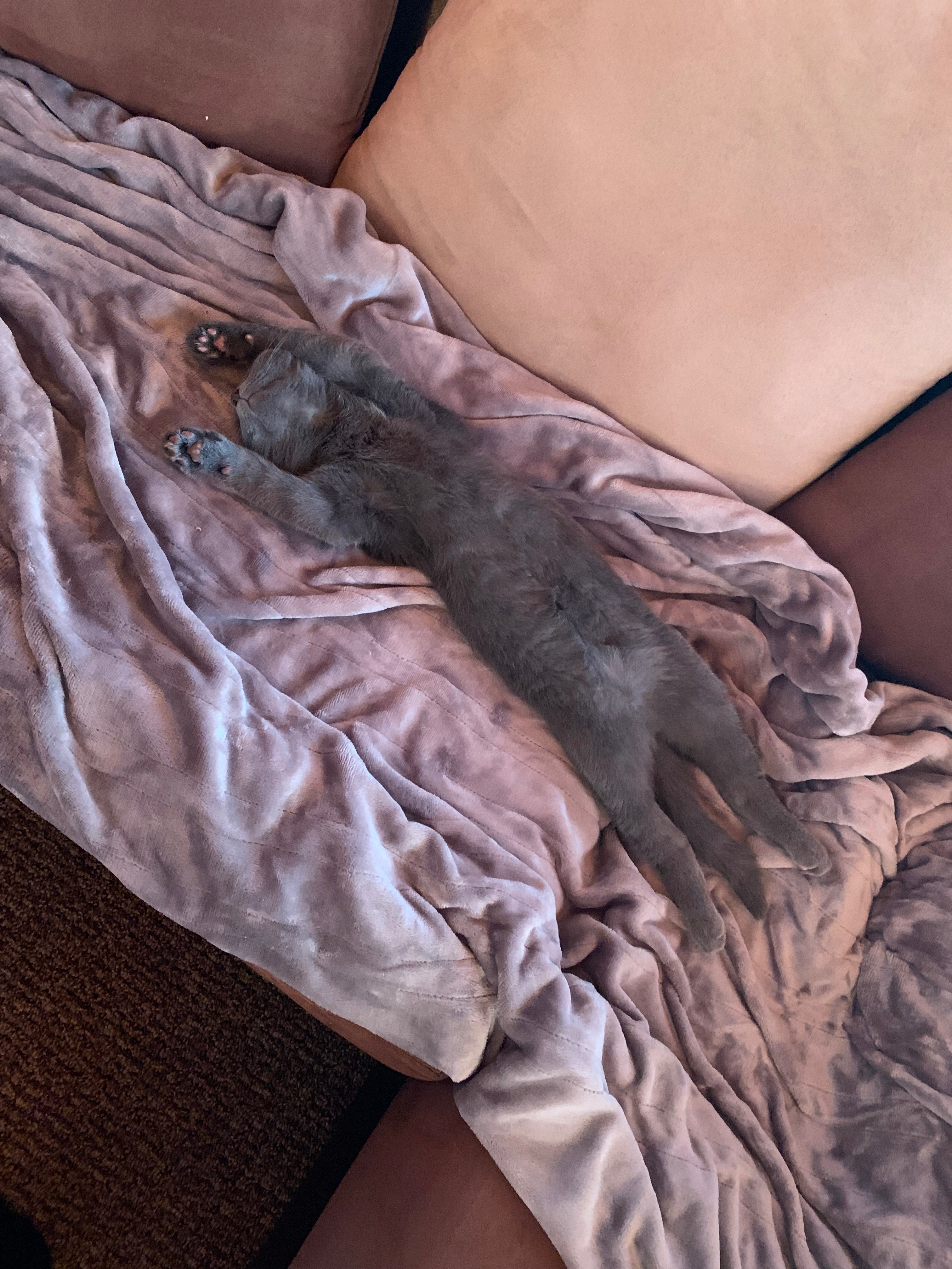 Bear's Orthopedic Surgery: Your Help Matters campaign photo, 6 of 8