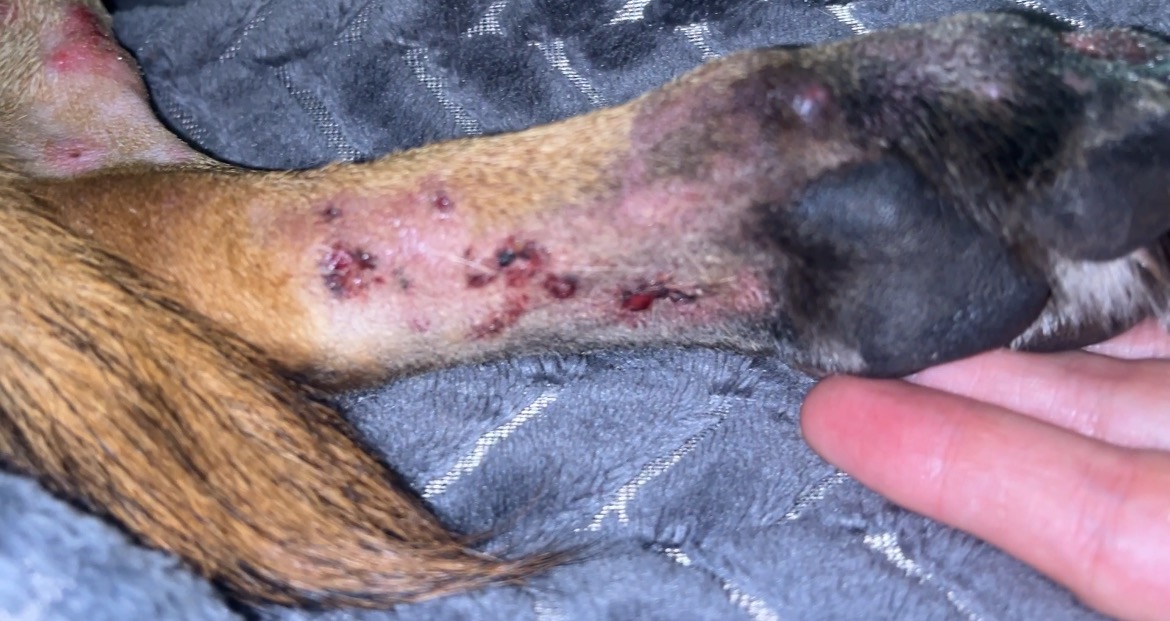 Support Leia's Urgent Medical Care campaign photo, 6 of 8