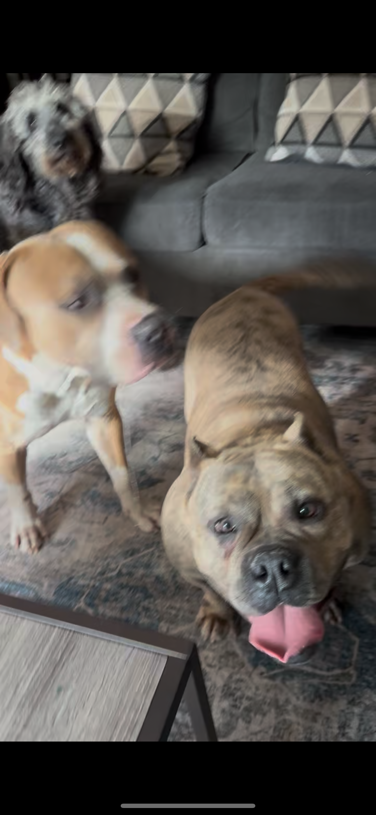 In Desperate Need: Emergency Surgery to Save Our Rescue Dog campaign photo, 2 of 4