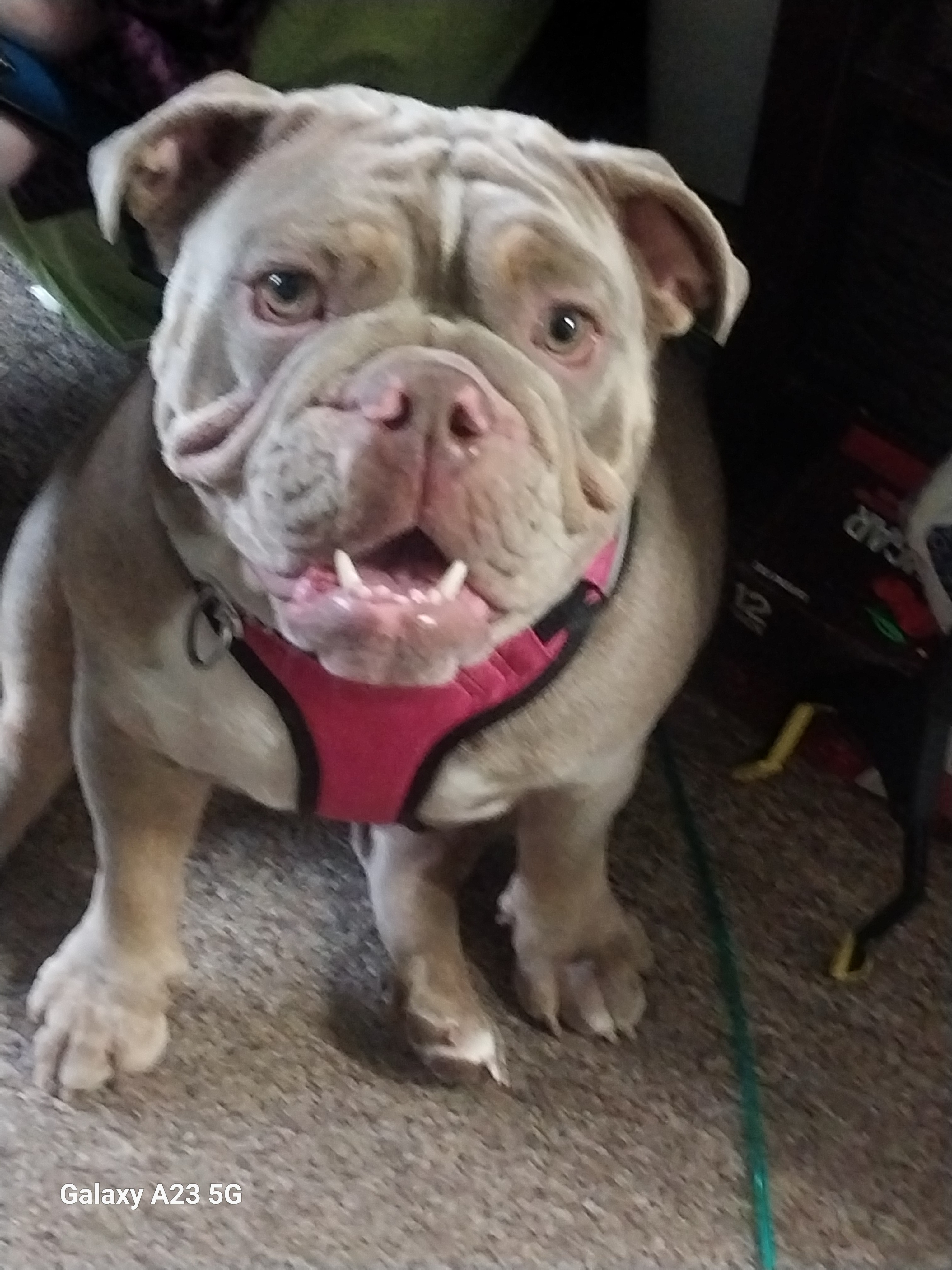 Help Daizee Jane Heal: Support Her Surgery campaign photo, 4 of 5