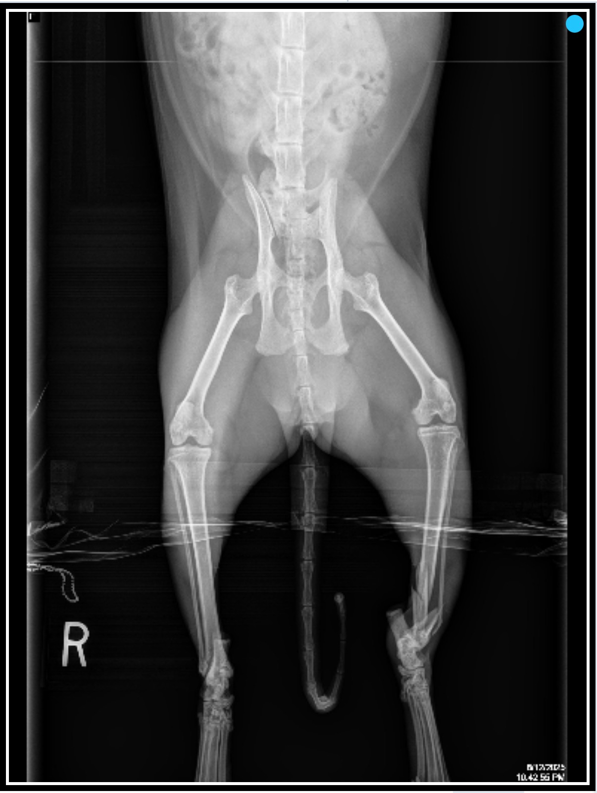 Help Buckley Heal After Emergency Surgery campaign photo, 7 of 8