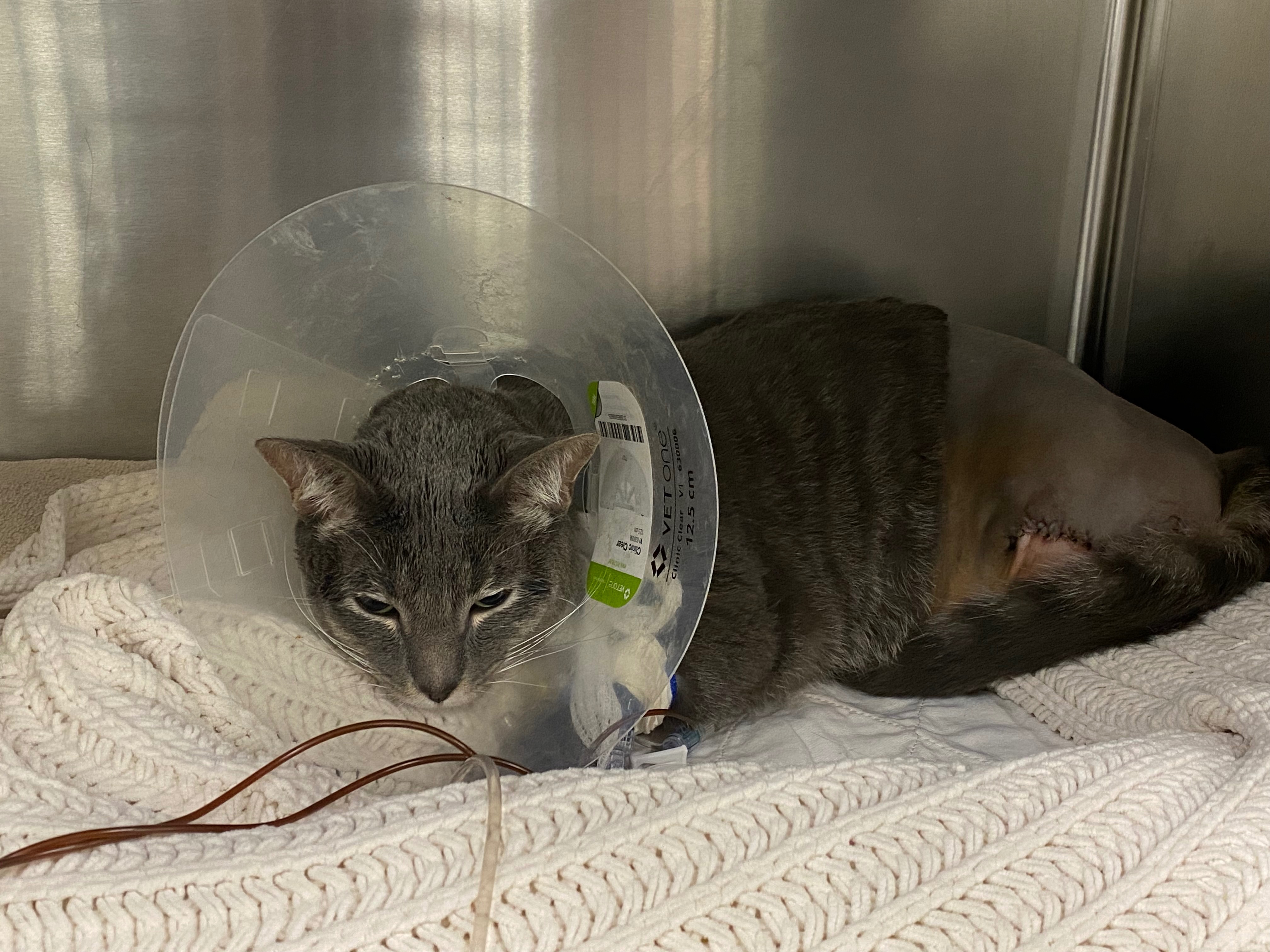 Help Buckley Heal After Emergency Surgery campaign photo, 6 of 8