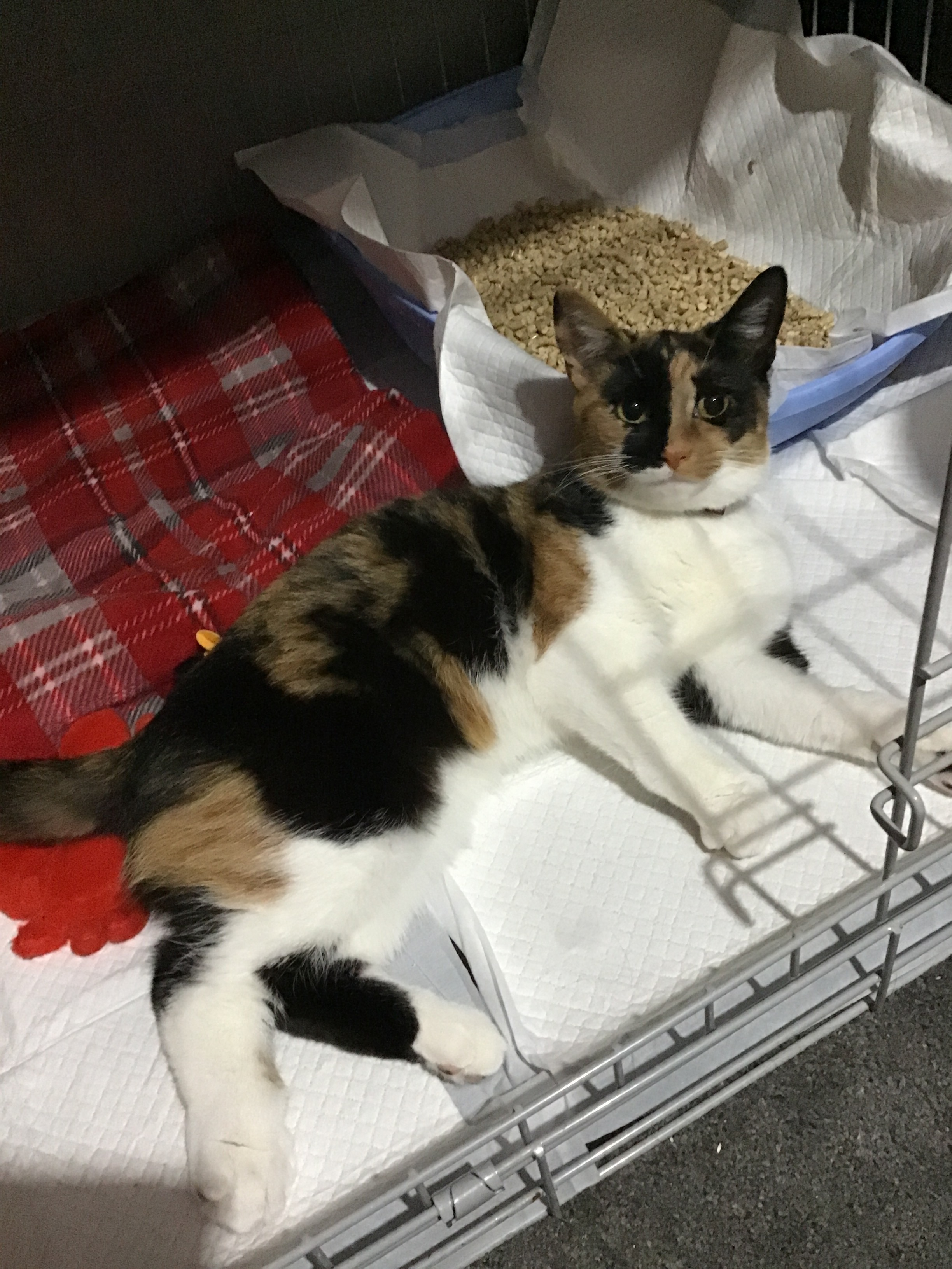Surgery for 9 month kitten toast campaign photo, 2 of 3