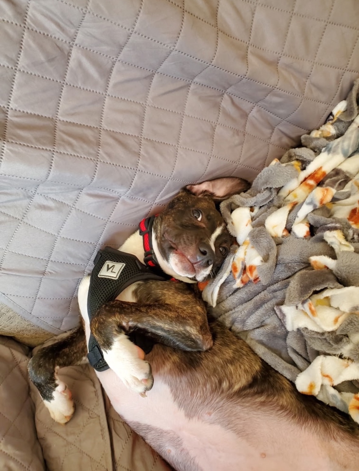 HELP WANTED - Give Memphis a Chance at a Pain-Free Life! campaign photo, 7 of 8