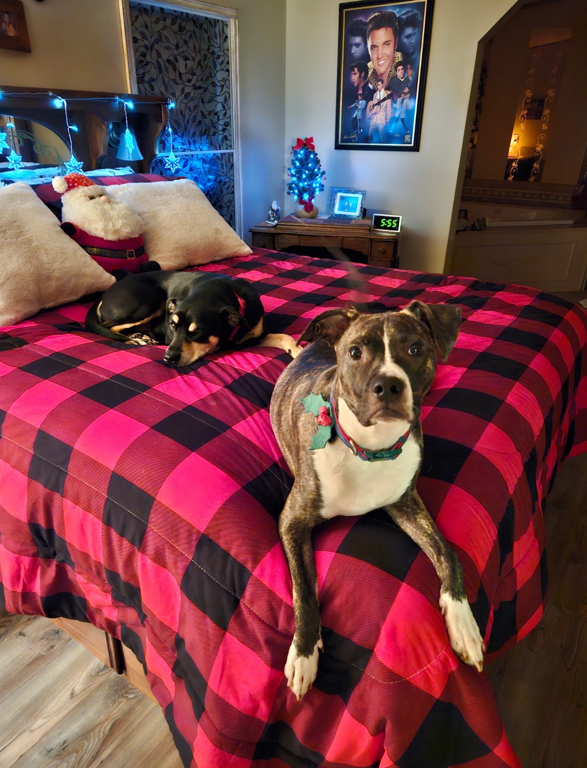 HELP WANTED - Give Memphis a Chance at a Pain-Free Life! campaign photo, 4 of 8
