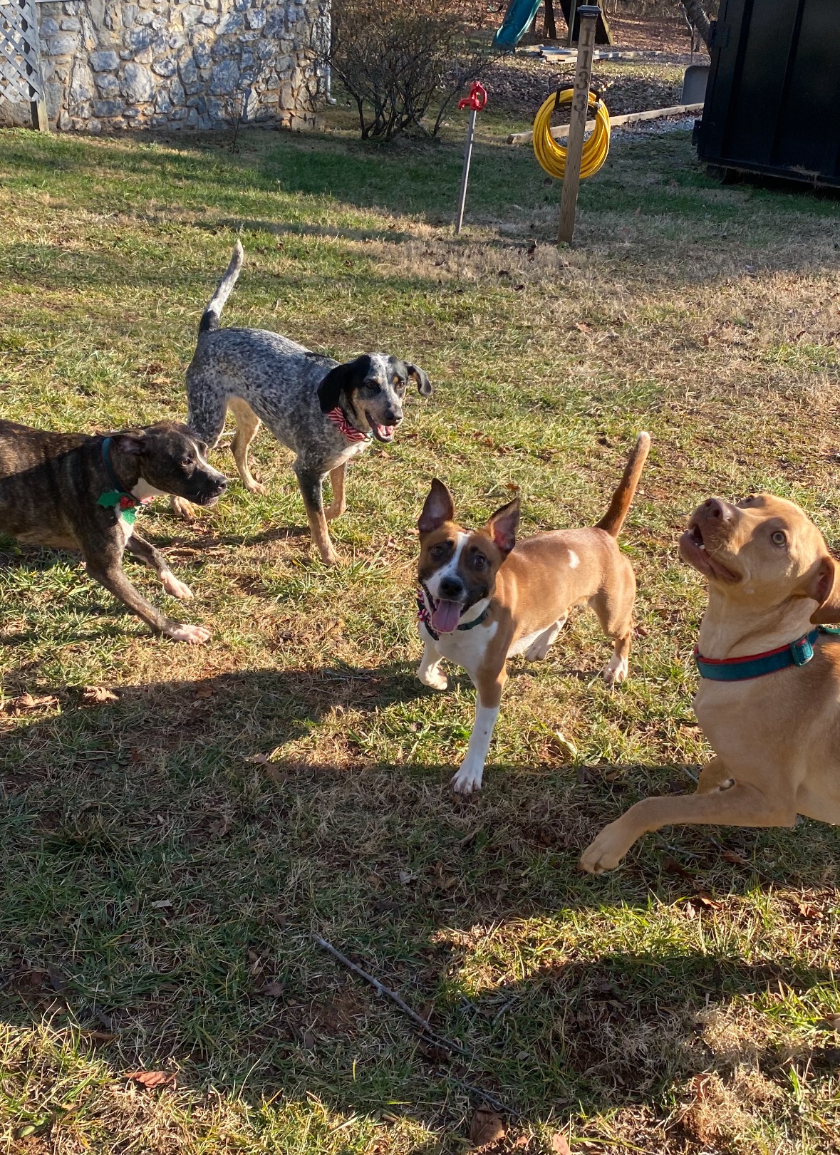 HELP WANTED - Give Memphis a Chance at a Pain-Free Life! campaign photo, 6 of 8