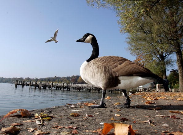 Help Goose After Years of Service campaign photo, 2 of 4