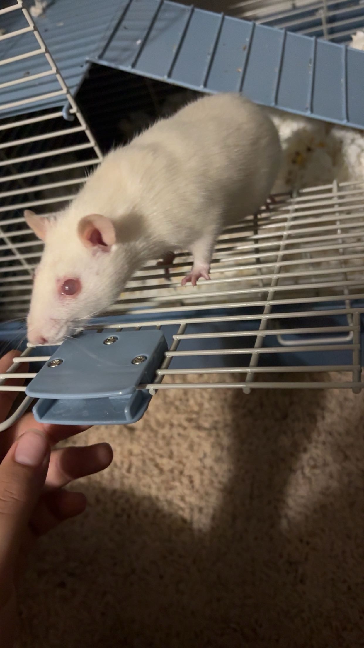 Save Hennessy: Surgery for a Beloved Pet campaign photo, 5 of 6
