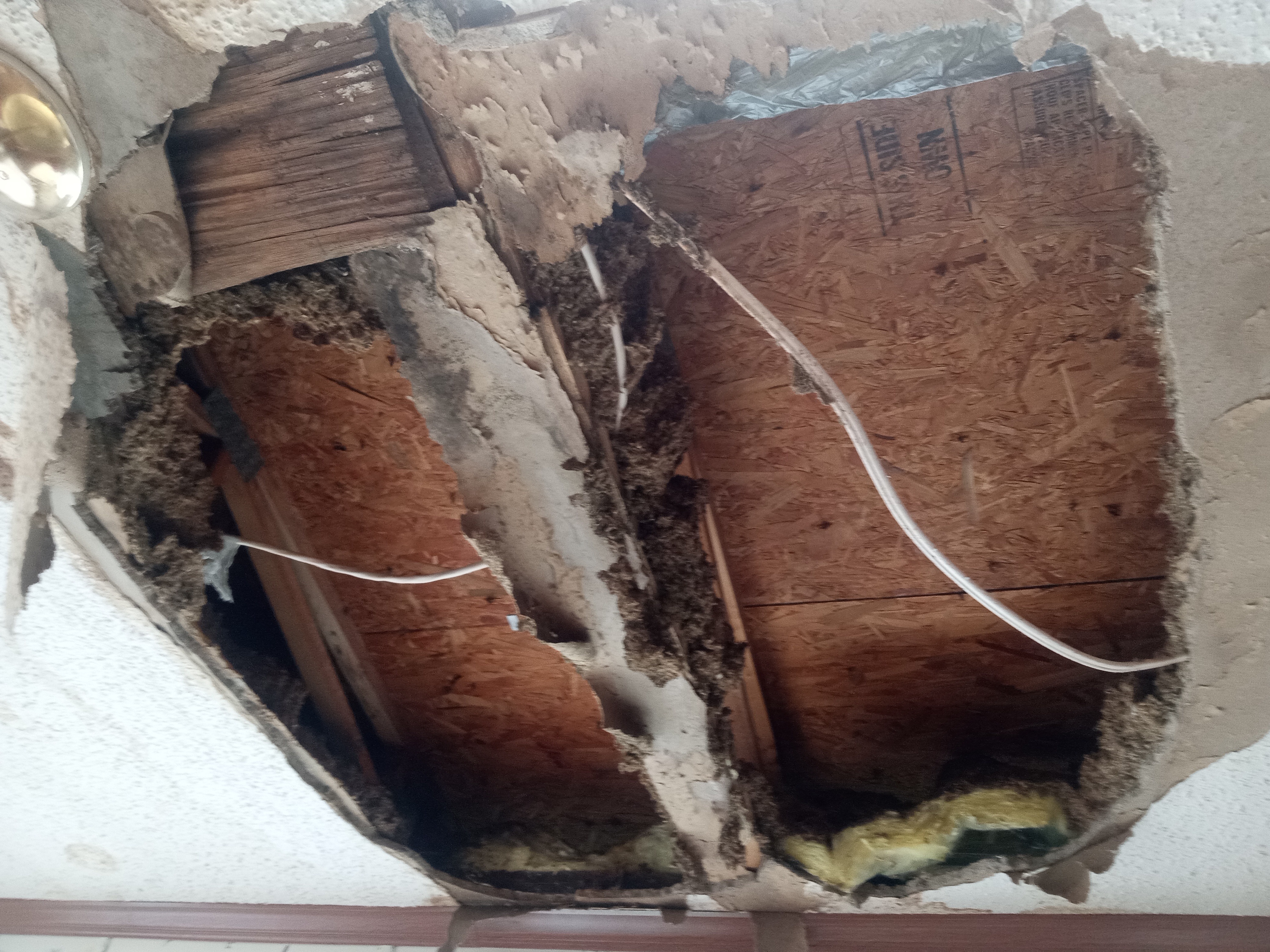 Ceiling Repair Needed for Twins' Arrival campaign photo, 6 of 7