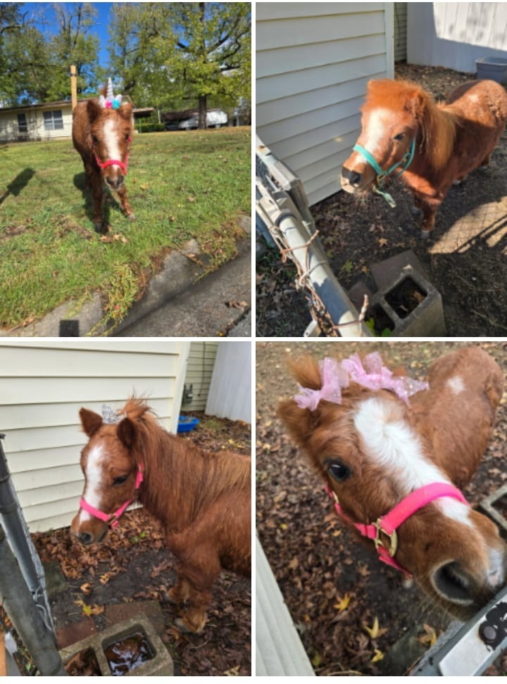 Help Lyndsey Build a Safe Haven for Rescued Animals campaign photo, 7 of 8