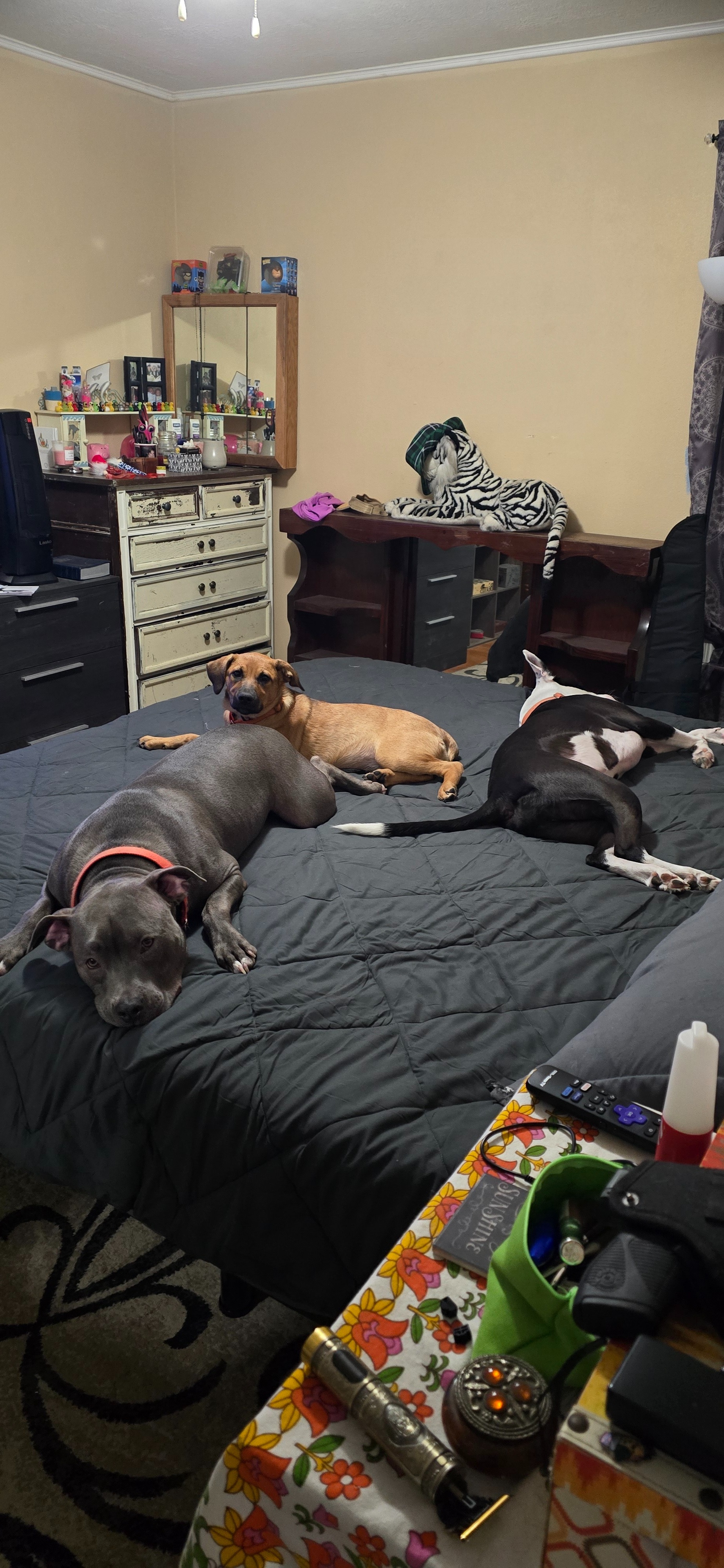Help Lyndsey Build a Safe Haven for Rescued Animals campaign photo, 2 of 8