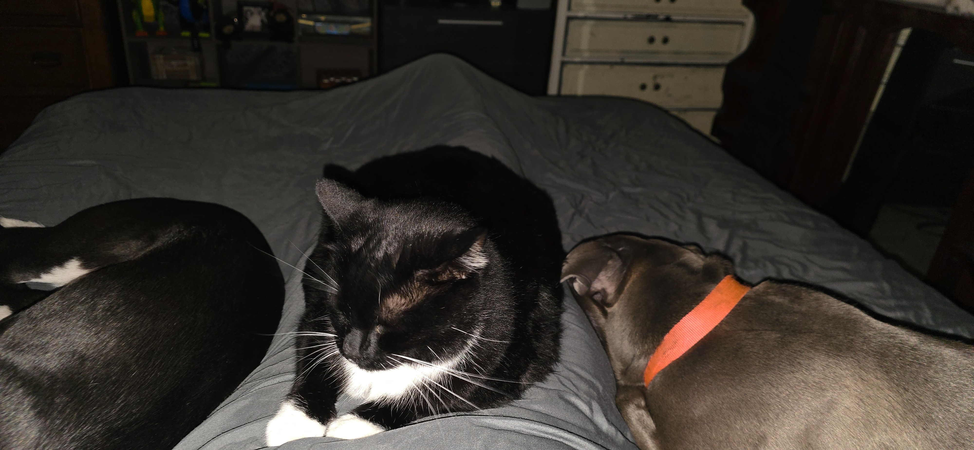 Help Lyndsey Build a Safe Haven for Rescued Animals campaign photo, 4 of 8