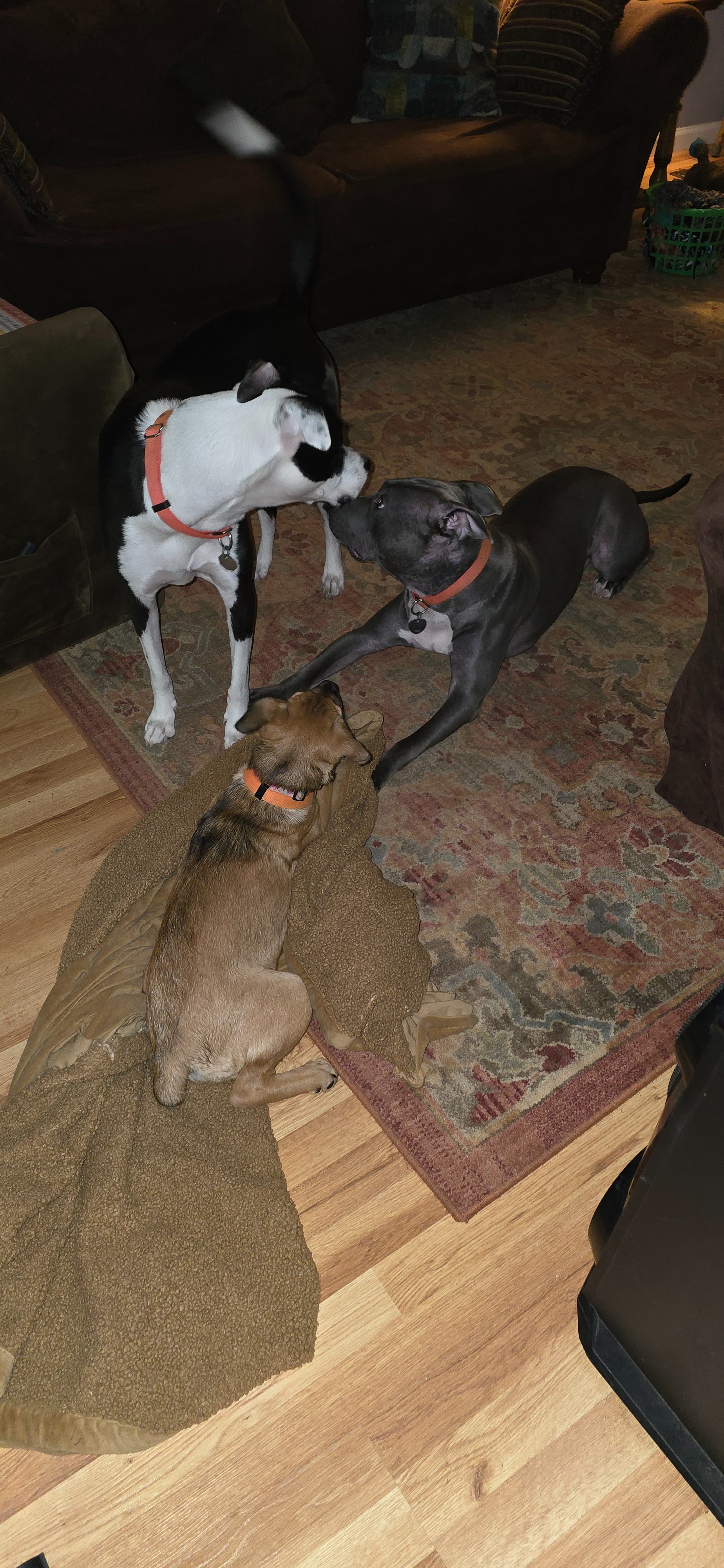 Help Lyndsey Build a Safe Haven for Rescued Animals campaign photo, 5 of 8