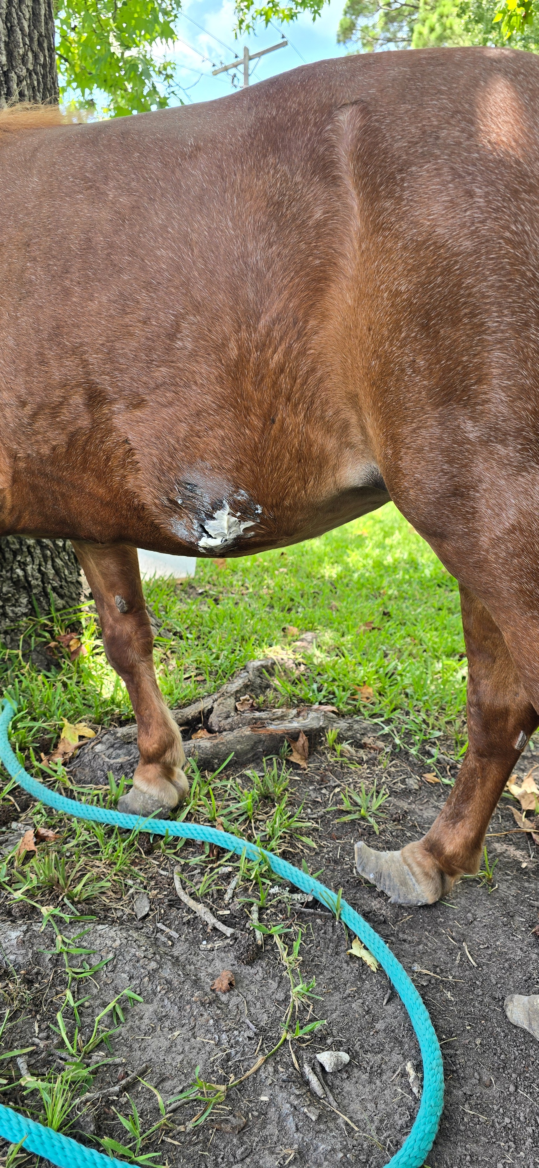 Help Lyndsey Build a Safe Haven for Rescued Animals campaign photo, 6 of 8