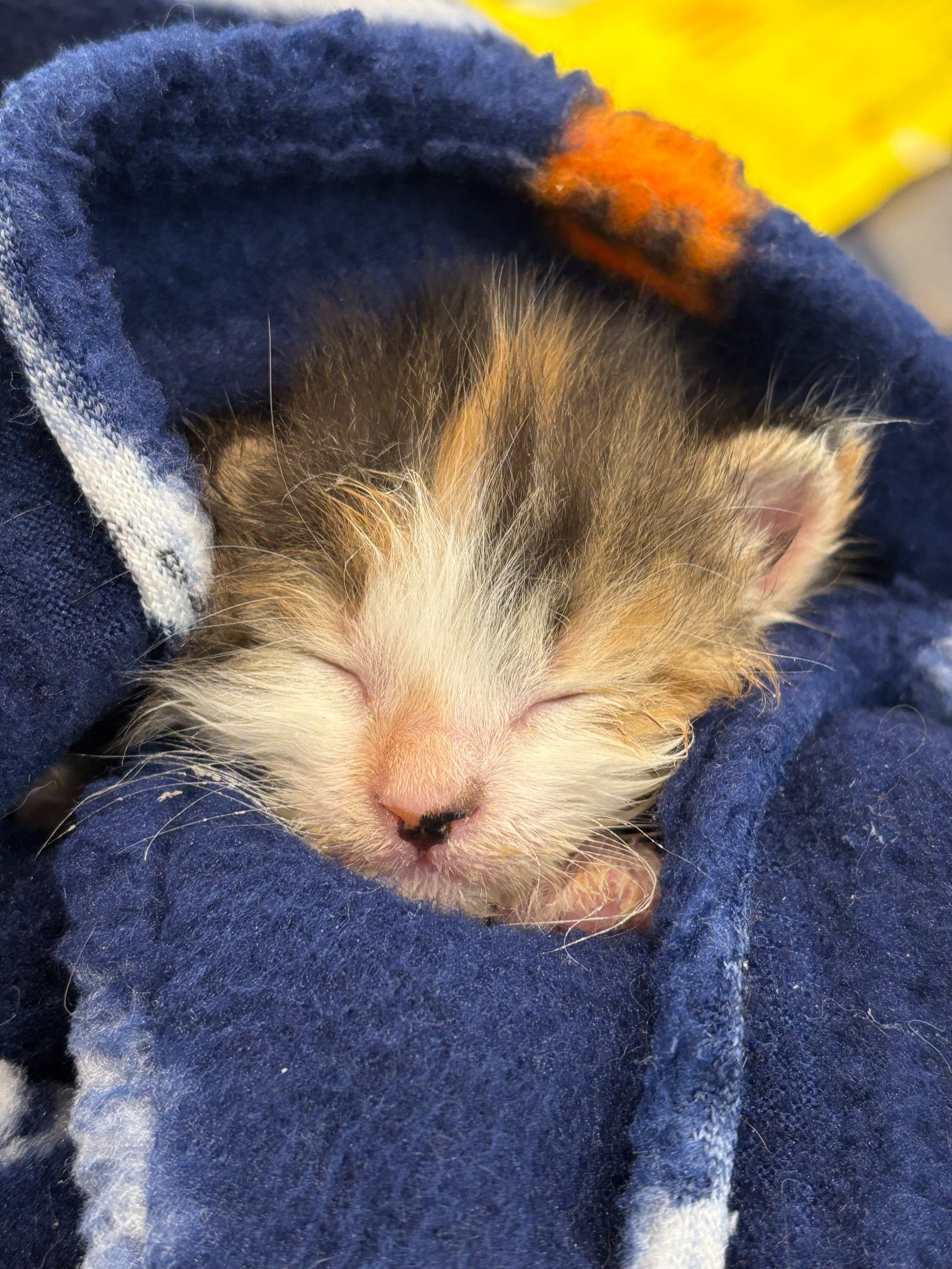Young Kittens Saved and in Desperate Need! campaign photo, 7 of 8
