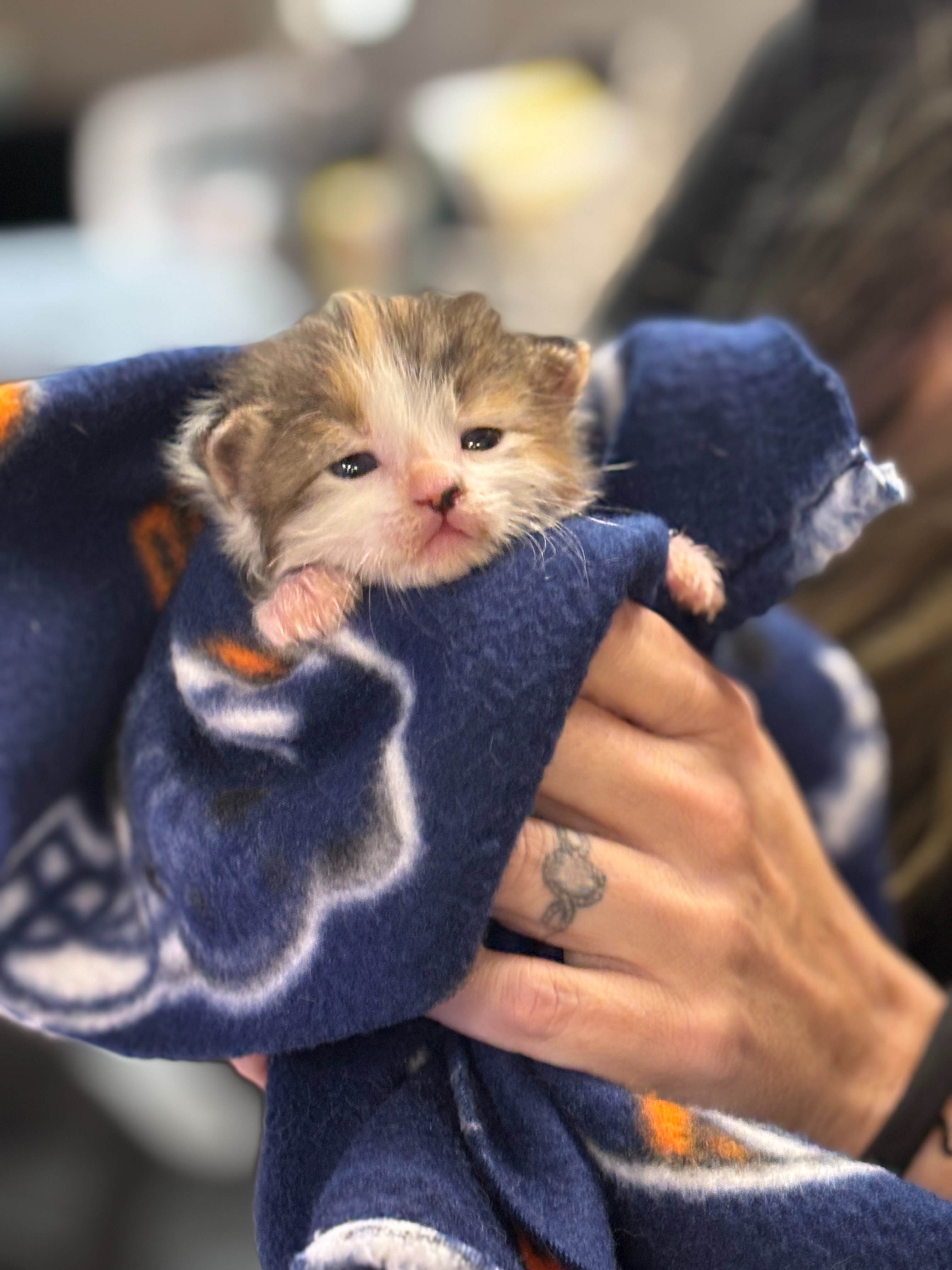Young Kittens Saved and in Desperate Need! campaign photo, 2 of 8