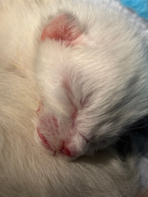 Young Kittens Saved and in Desperate Need! campaign photo, 4 of 8