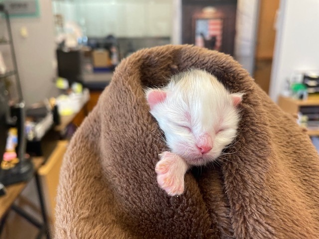 Young Kittens Saved and in Desperate Need! campaign photo, 5 of 8