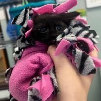Young Kittens Saved and in Desperate Need! campaign photo, 6 of 8