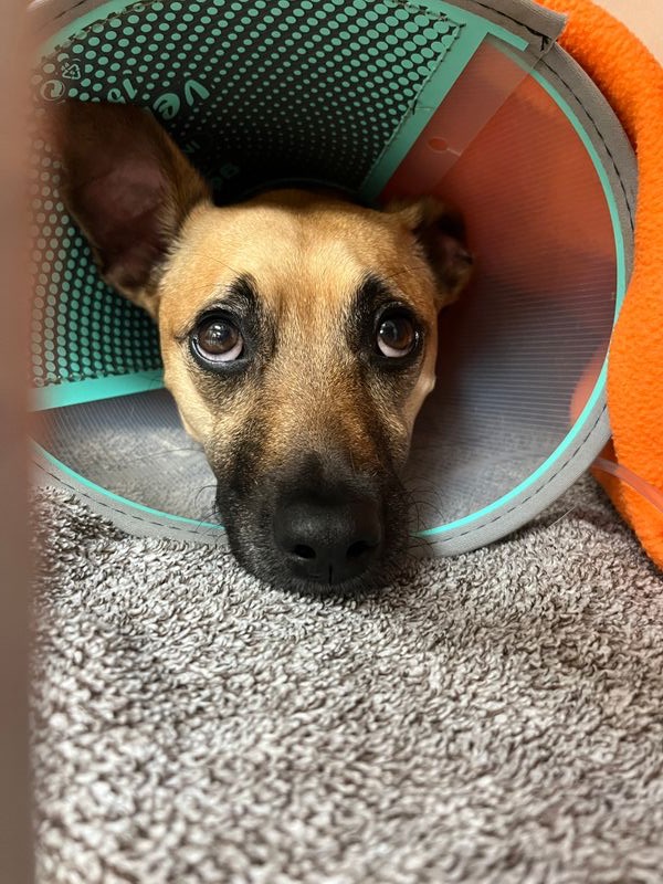 Help Nesta Dog Get Urgent Surgery campaign photo, 7 of 8