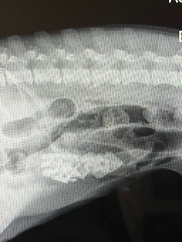 Help Nesta Dog Get Urgent Surgery campaign photo, 2 of 8