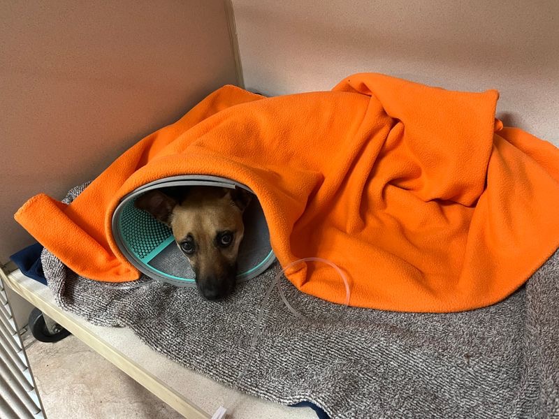 Help Nesta Dog Get Urgent Surgery campaign photo, 4 of 8