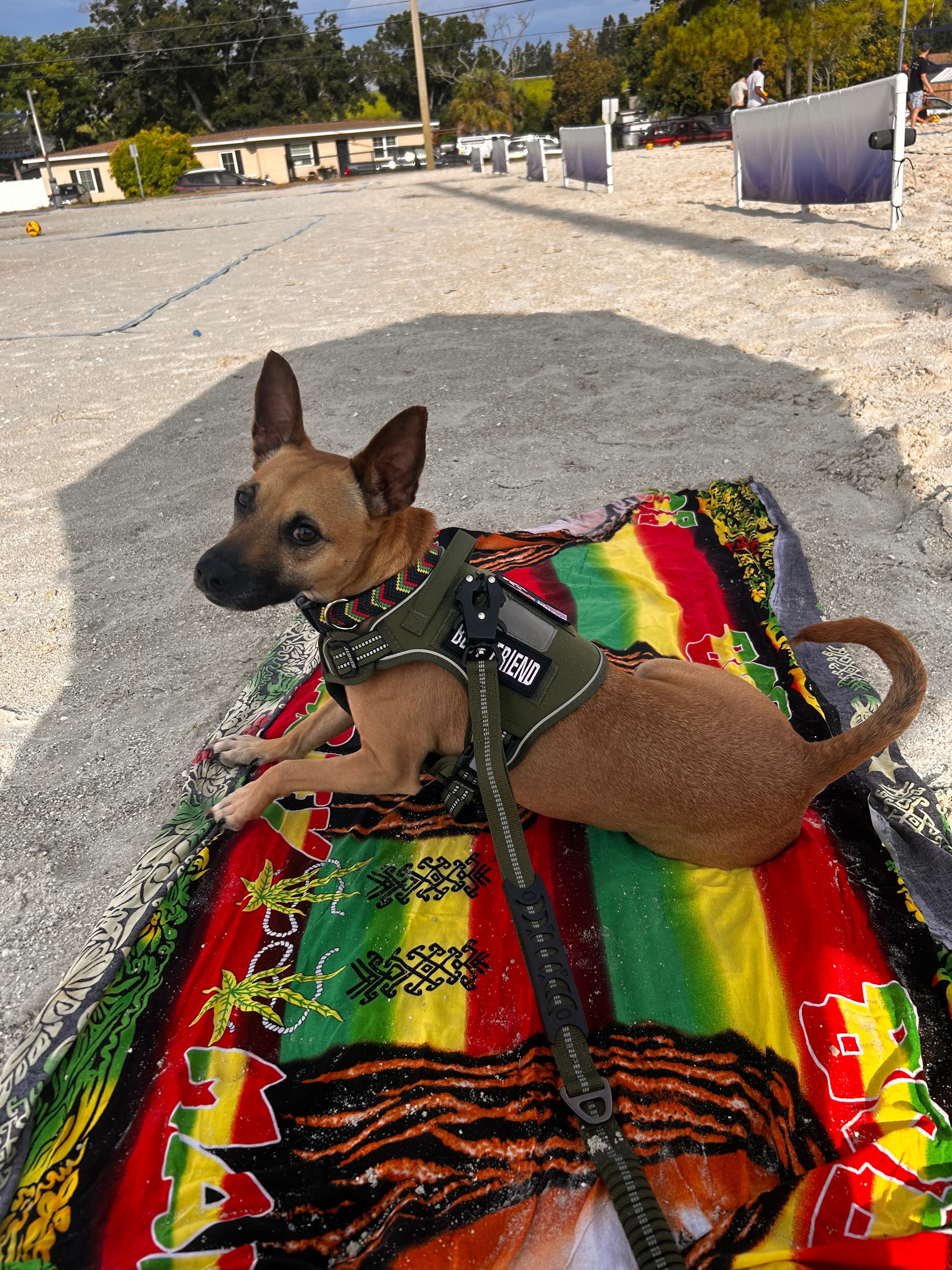 Help Nesta Dog Get Urgent Surgery campaign photo, 6 of 8