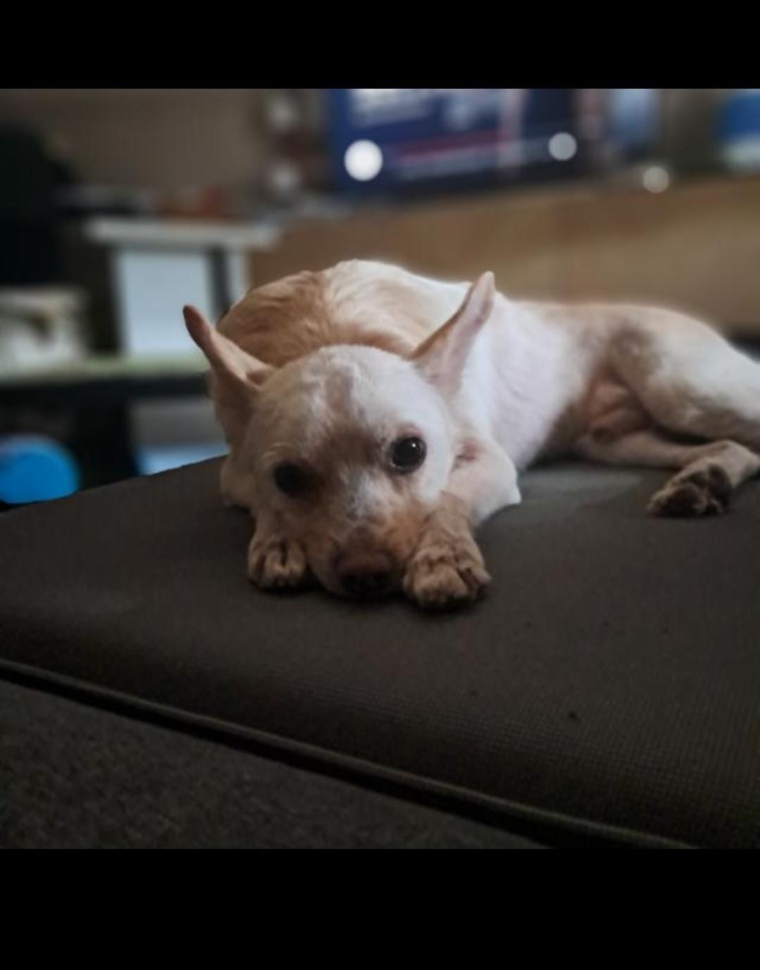 Urgent Surgery for Jay Jay – Help Save His Life operazione campaign photo, 7 of 8