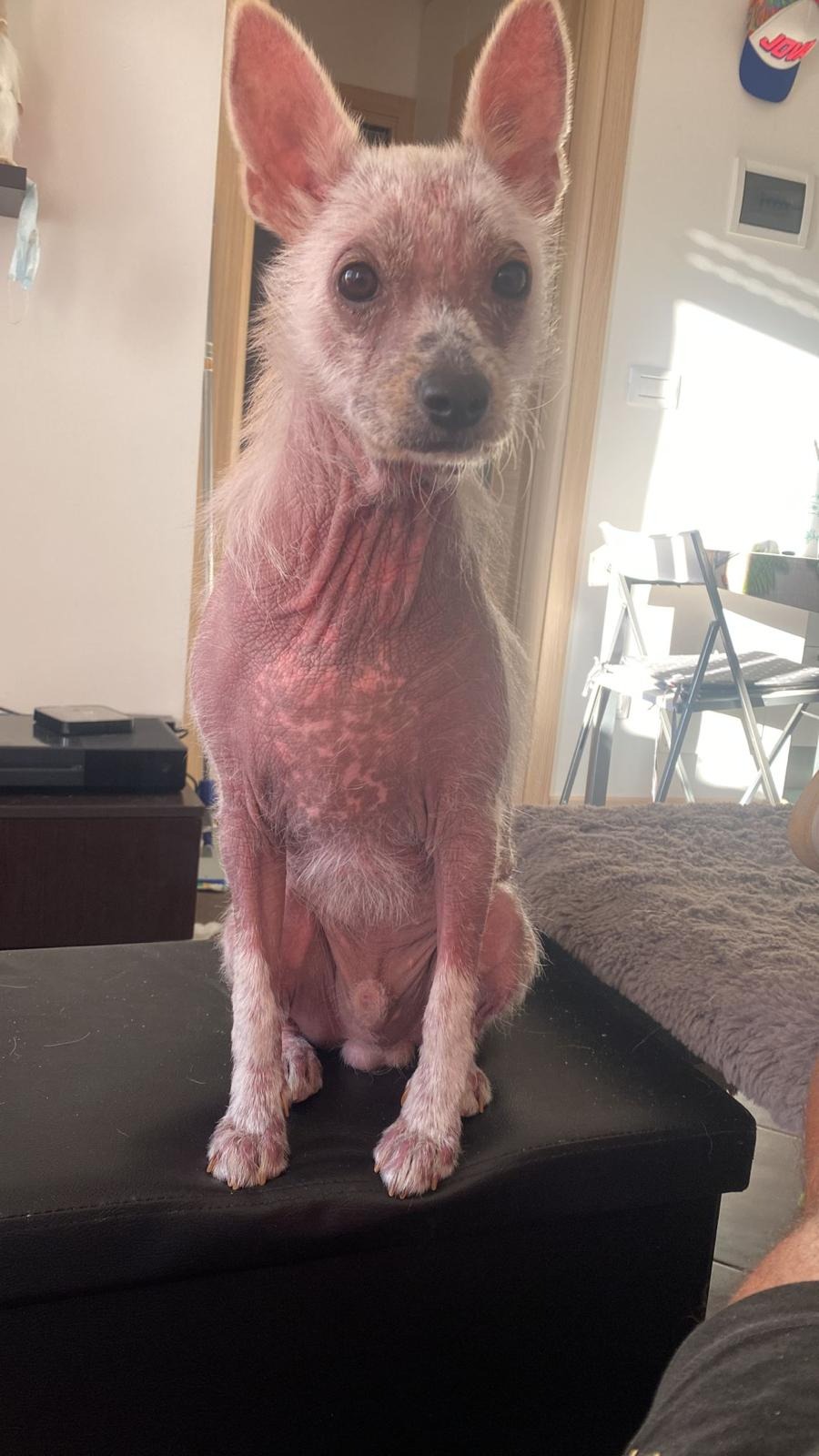 Urgent Surgery for Jay Jay – Help Save His Life operazione campaign photo, 2 of 8