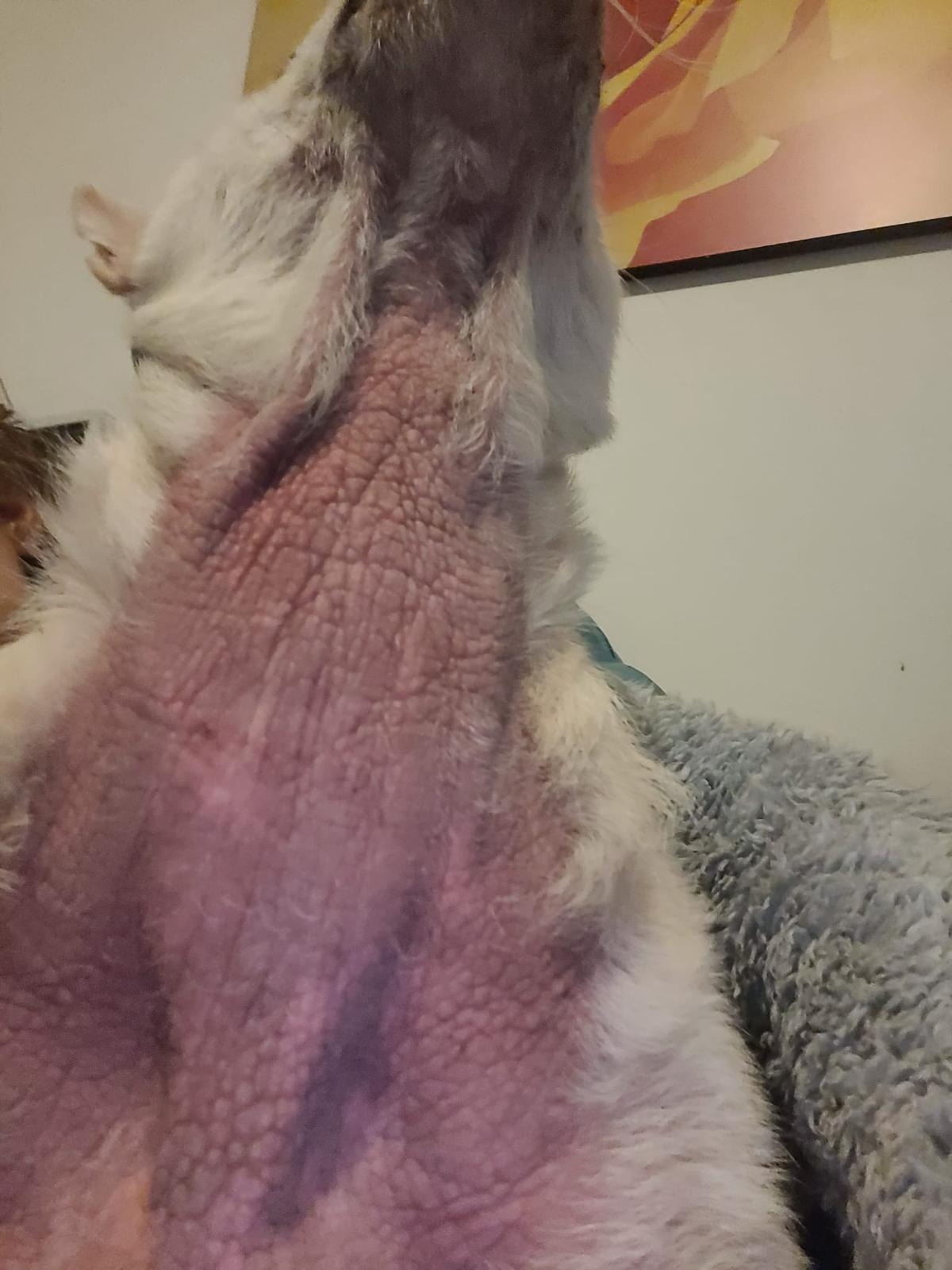 Urgent Surgery for Jay Jay – Help Save His Life operazione campaign photo, 4 of 8