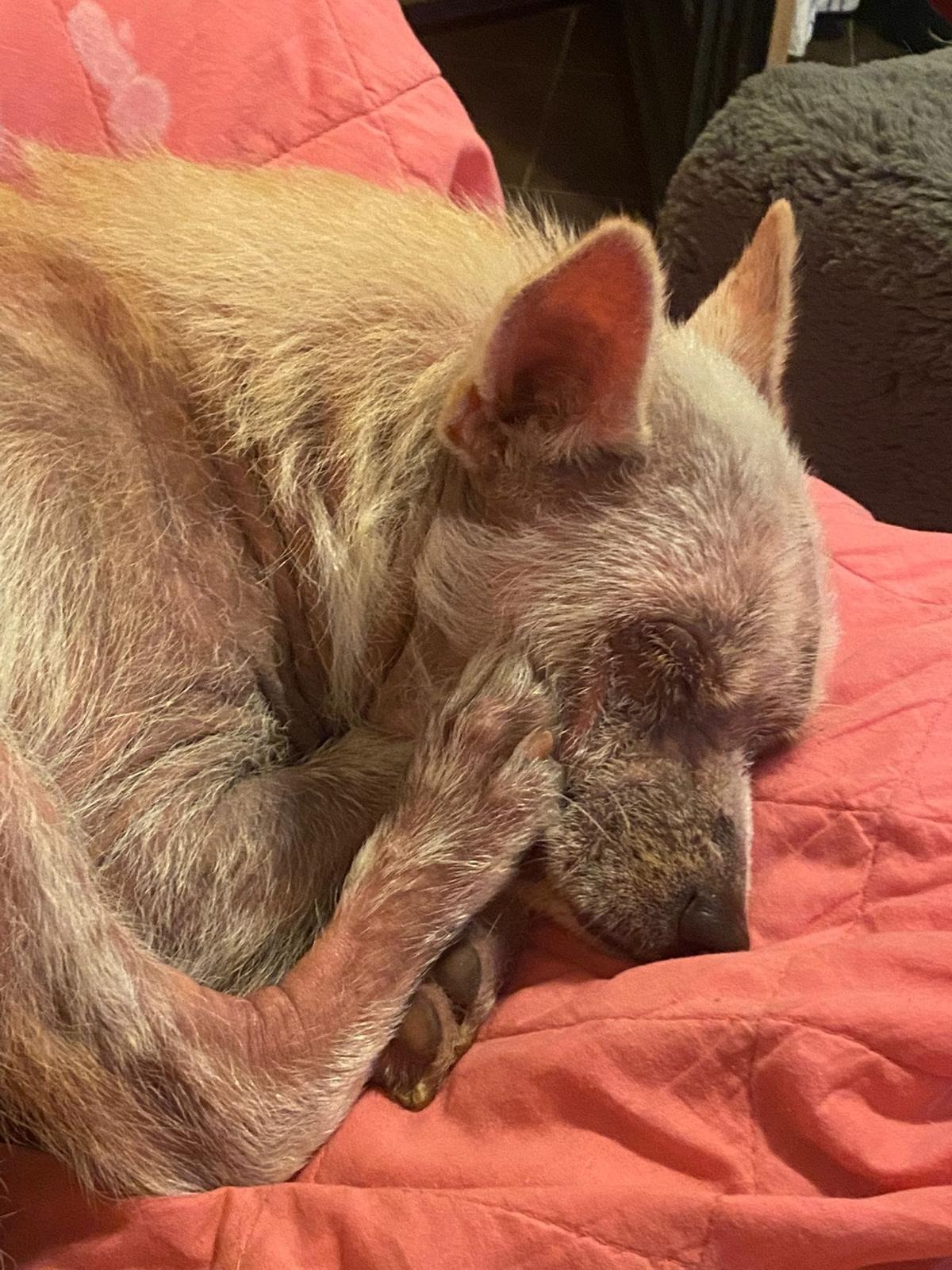 Urgent Surgery for Jay Jay – Help Save His Life operazione campaign photo, 5 of 8