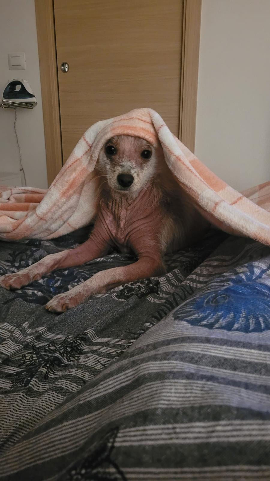 Urgent Surgery for Jay Jay – Help Save His Life operazione campaign photo, 6 of 8
