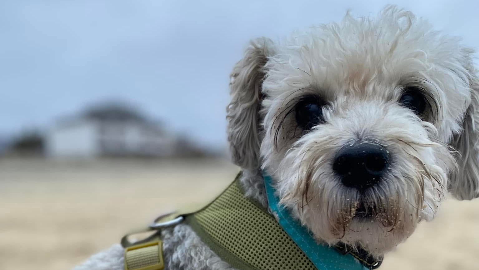 Mishka Tratamiento photo