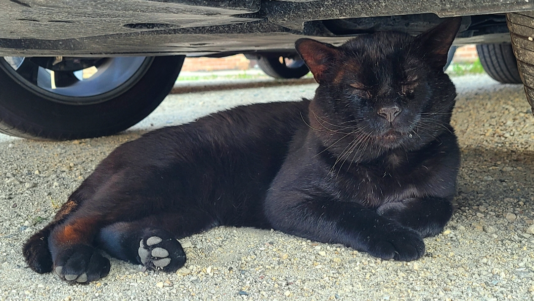 Support Big Boy's Journey to Health and Love photo