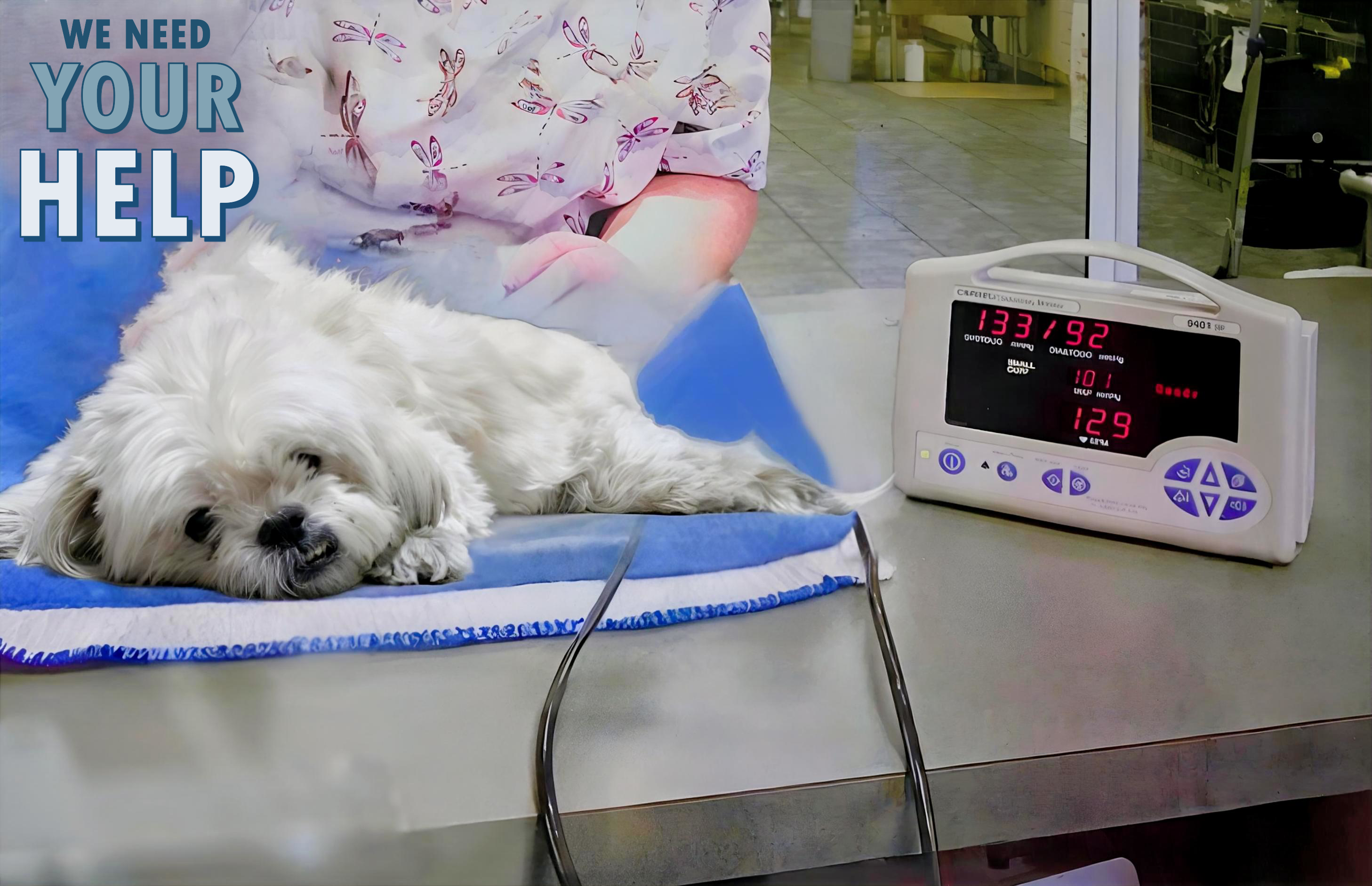 Help Snowy Get His Life-Saving Ear Surgery campaign photo, 7 of 8