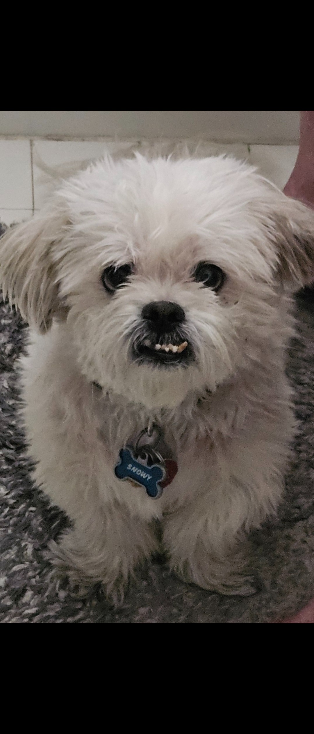 Help Snowy Get His Life-Saving Ear Surgery campaign photo, 4 of 8