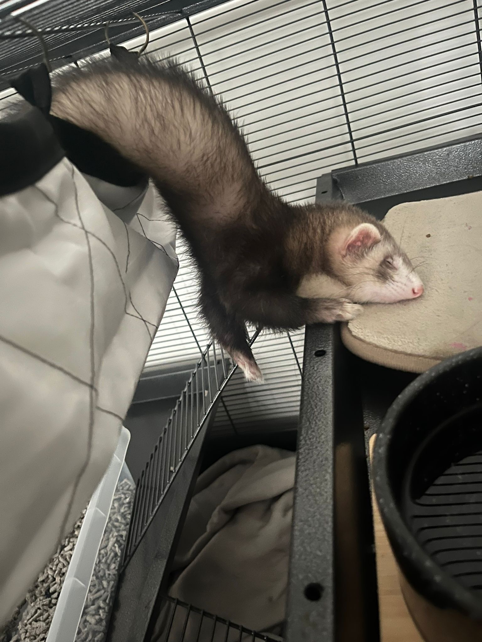 Help Gizmo! ♡ campaign photo, 4 of 6