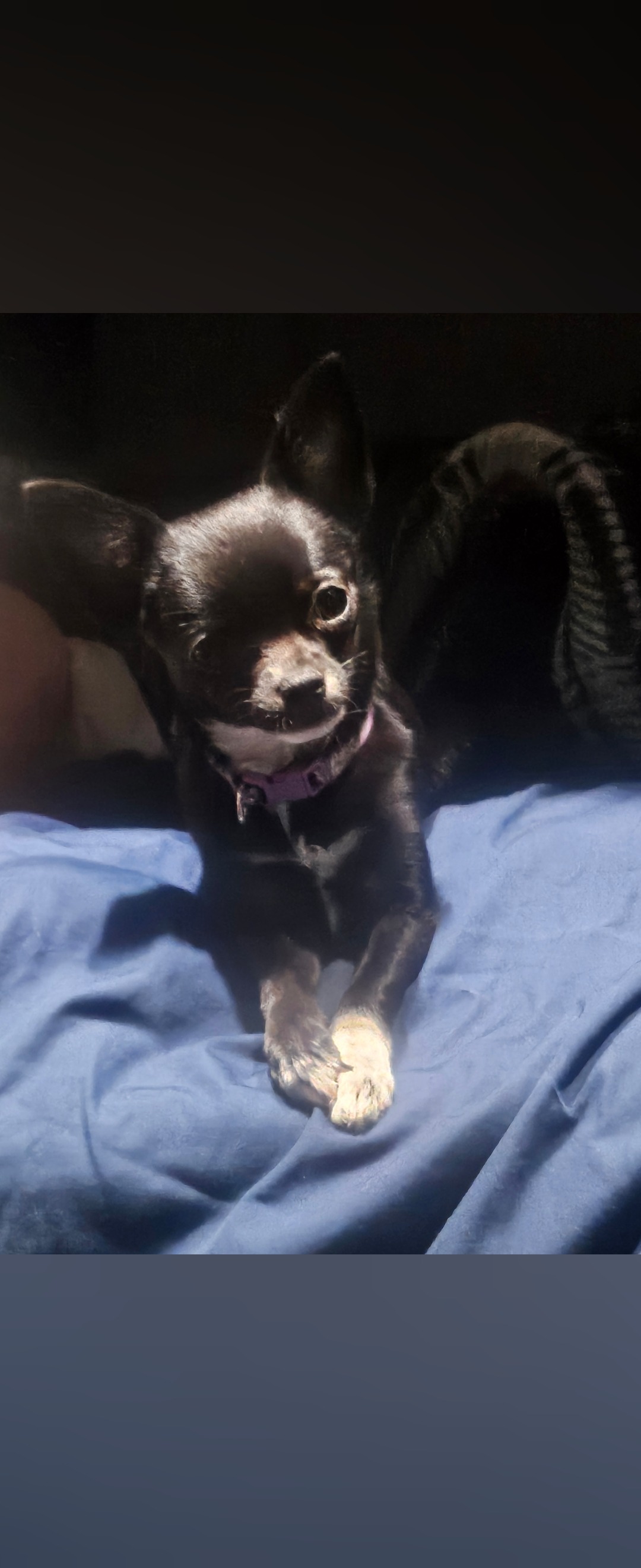 Support Luna's Journey to Healing campaign photo, 2 of 4