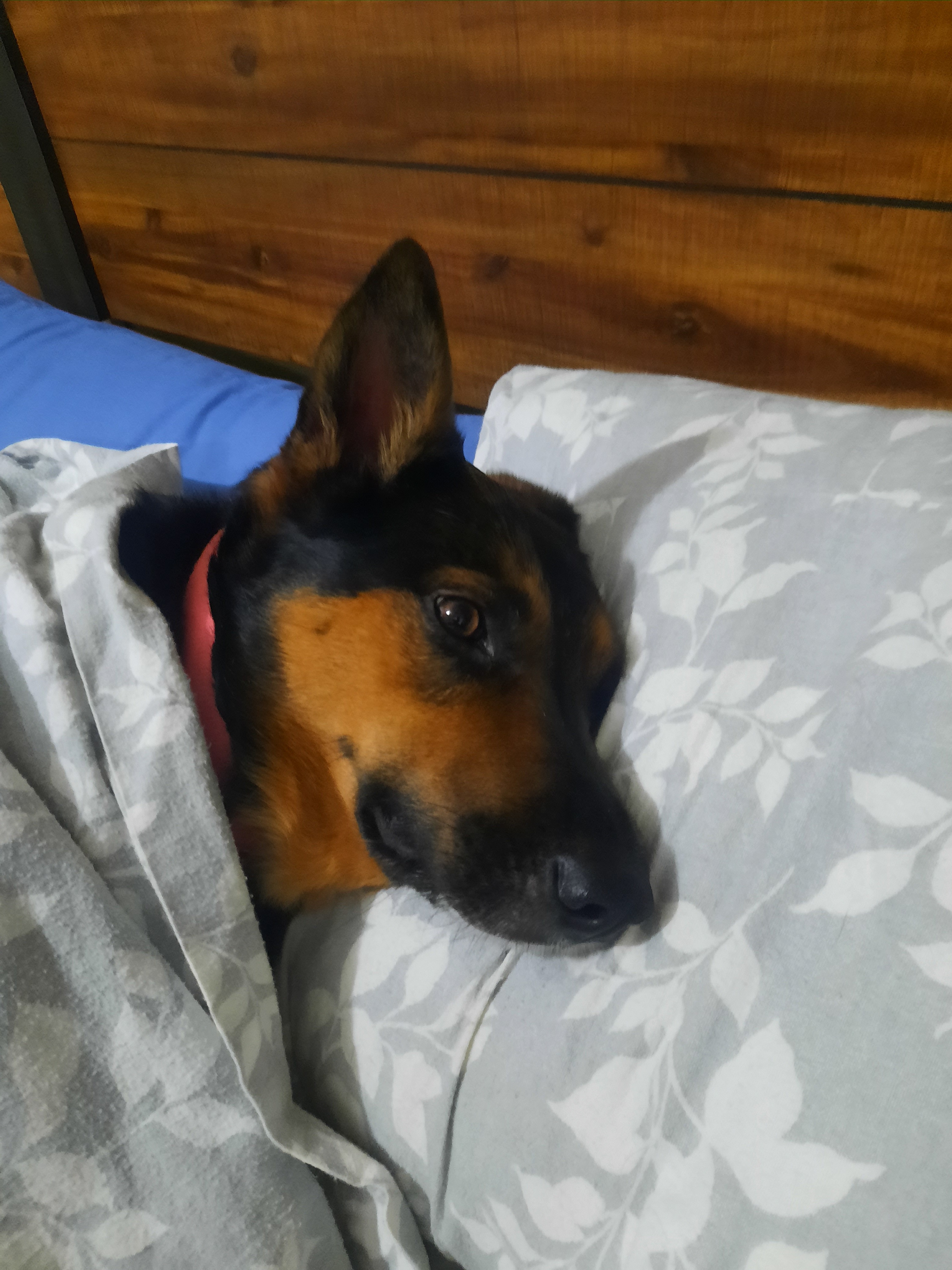 Aura's Journey: A Veteran's Hopeful Recovery campaign photo, 4 of 8