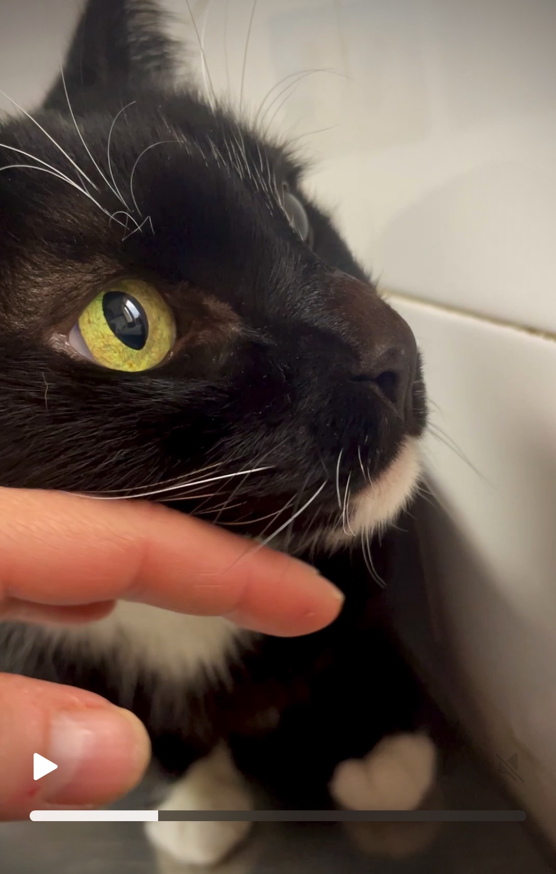 Help Save my cat Totoro campaign photo, 7 of 7