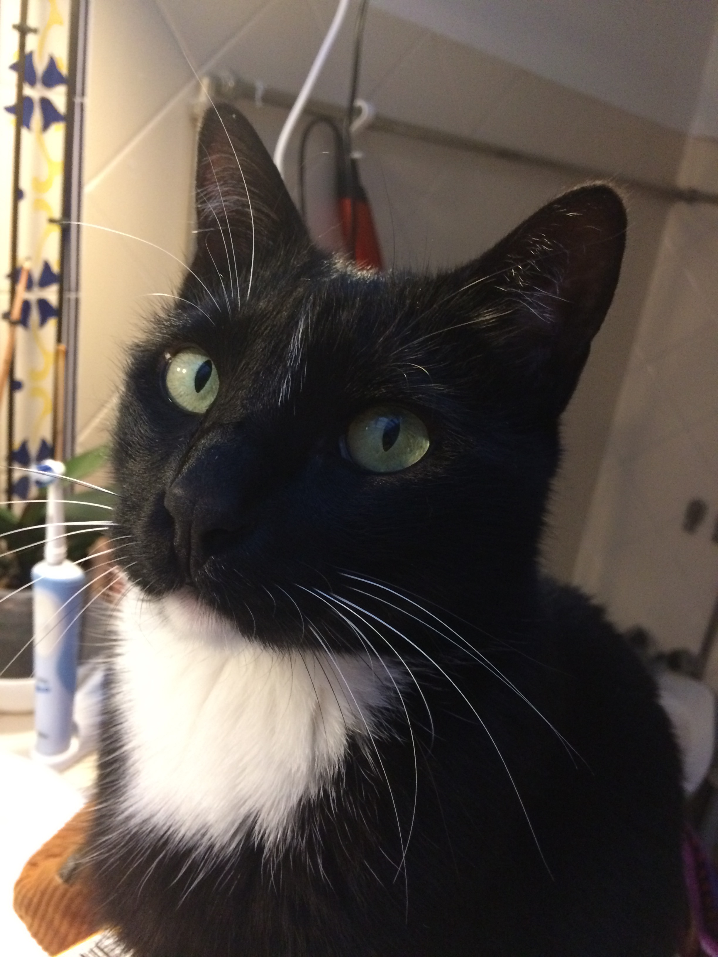 Help Save my cat Totoro campaign photo, 4 of 7