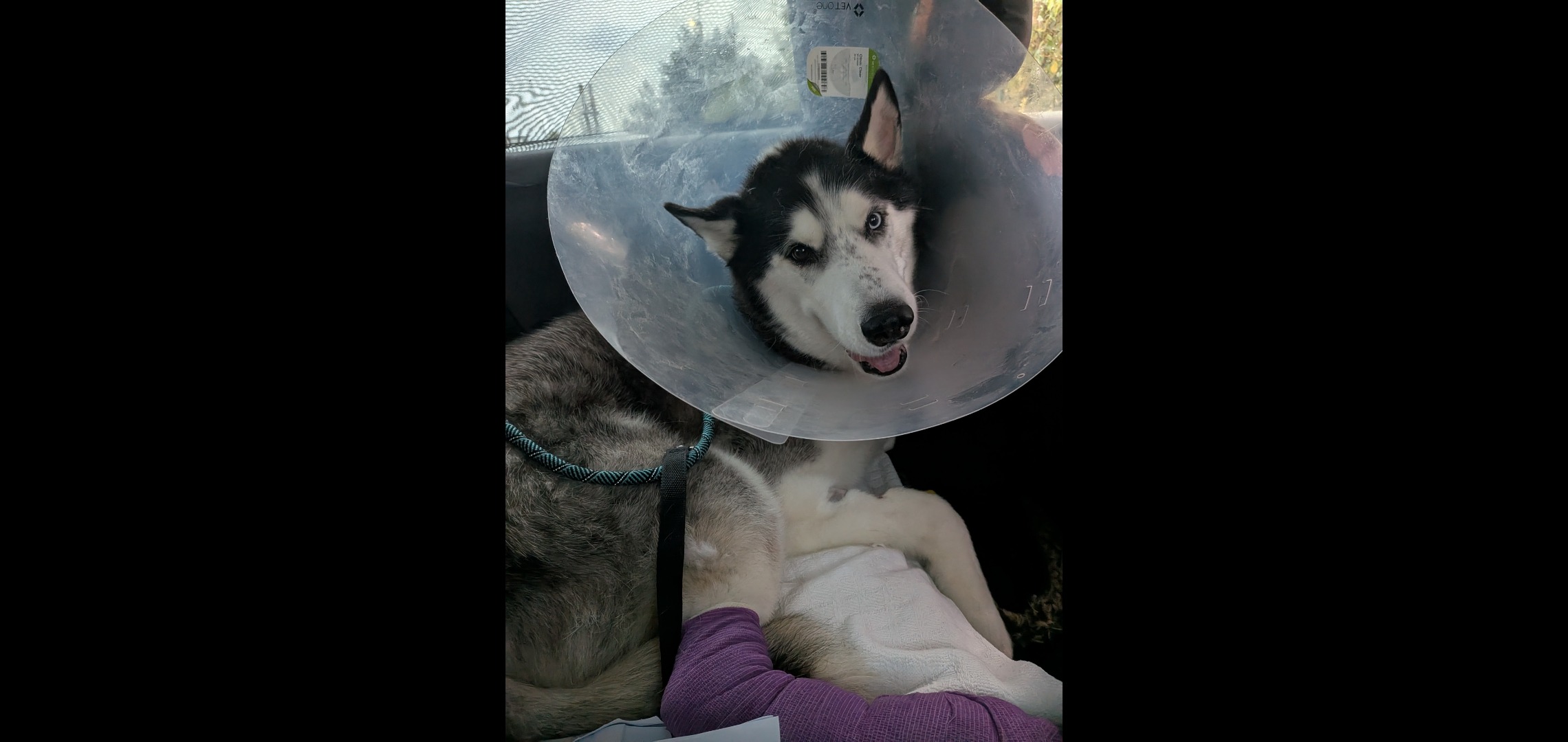 Please help! Wolfie needs life-saving veterinary care campaign photo, 2 of 4