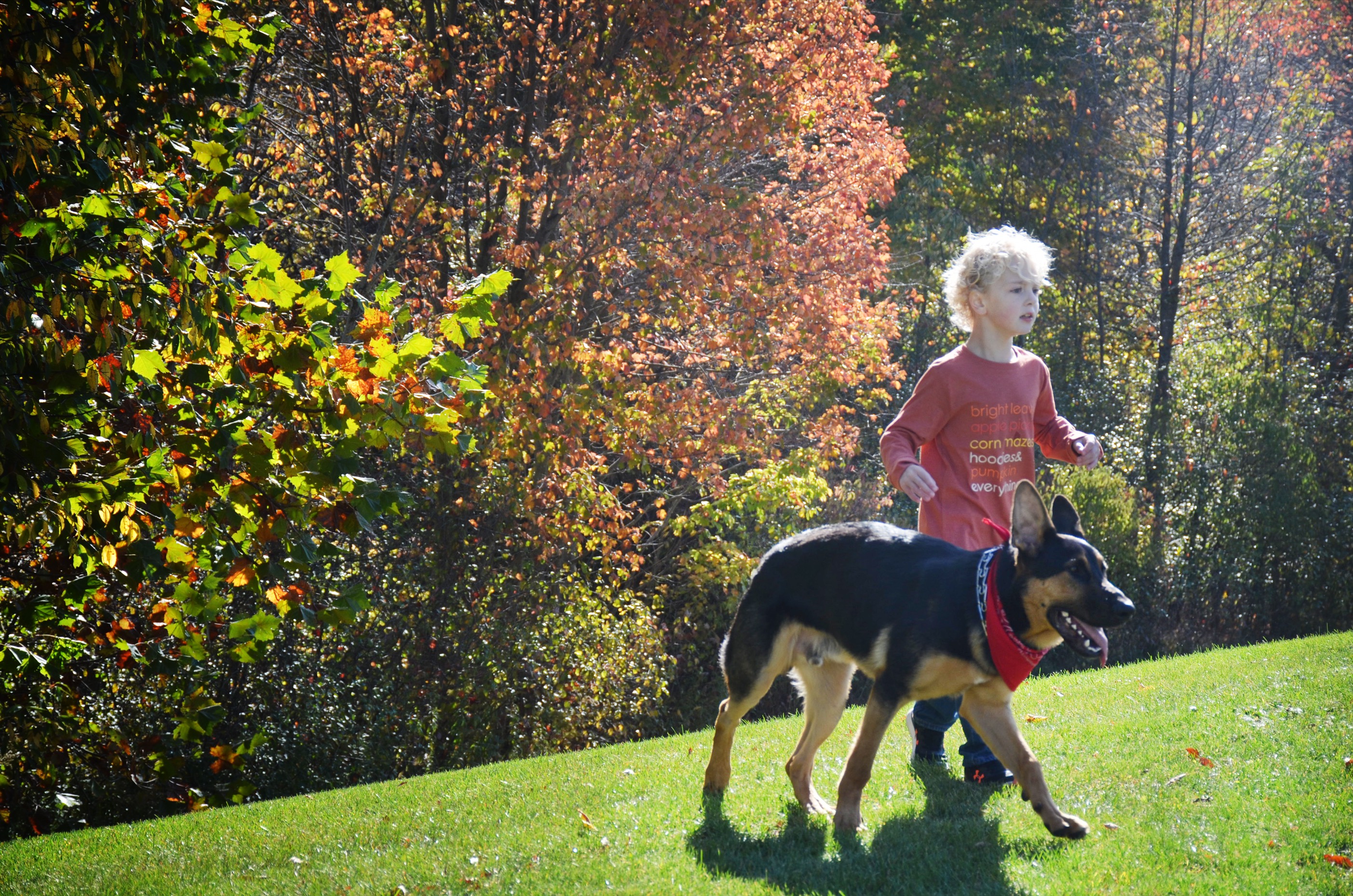 Support Harrison: New Service Dog Needed campaign photo, 5 of 6