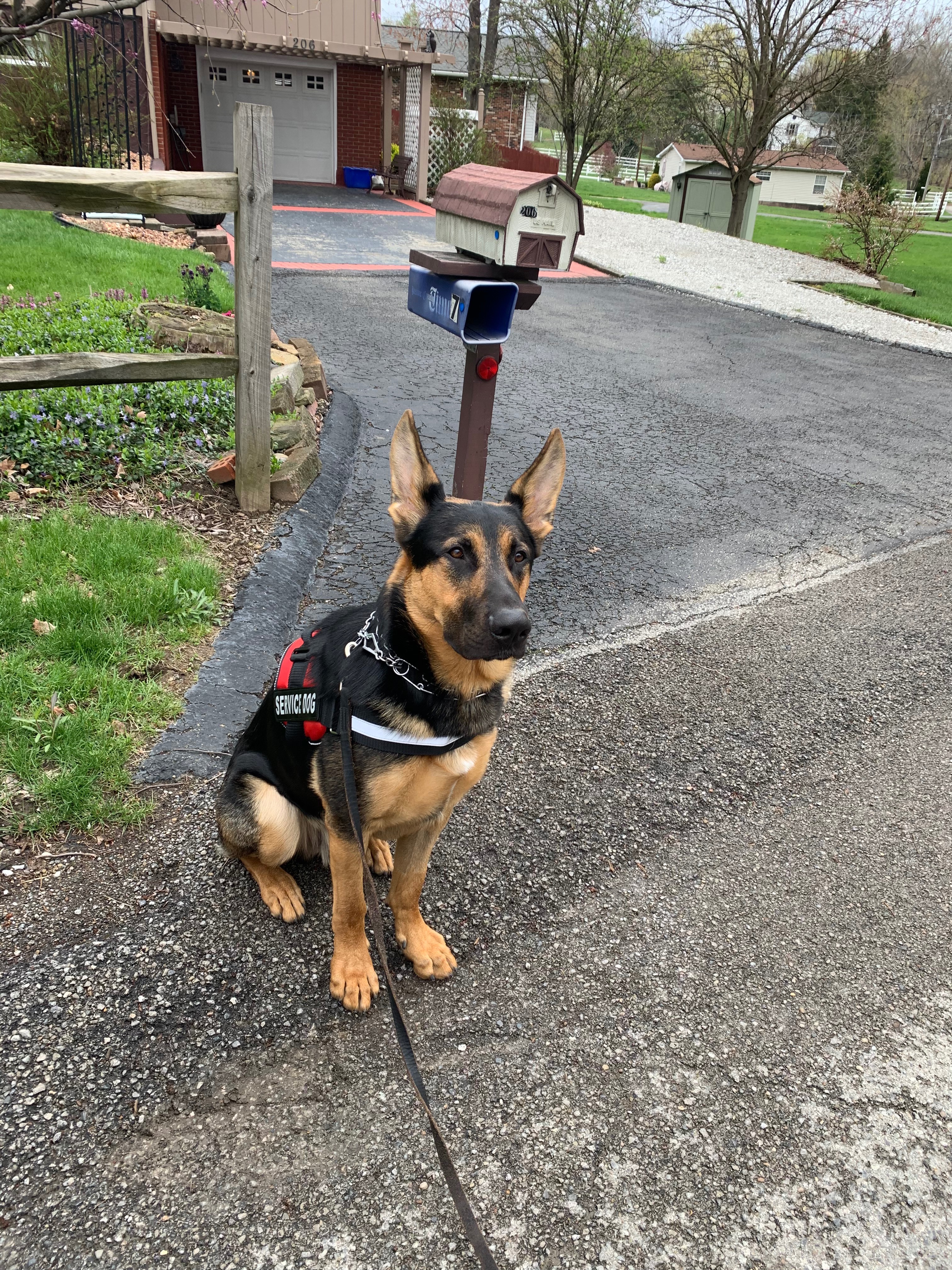 Support Harrison: New Service Dog Needed campaign photo, 4 of 6